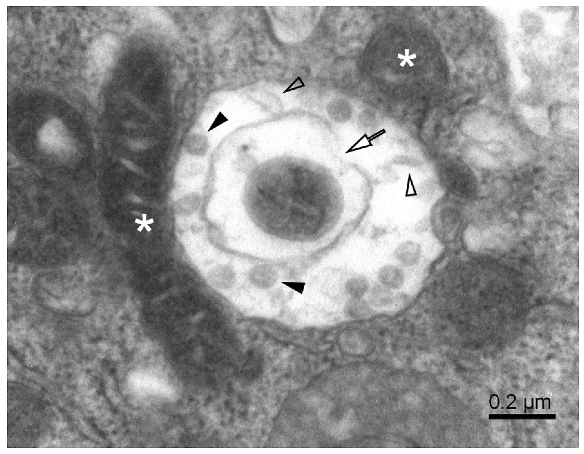 Pathogens 11 01535 g004