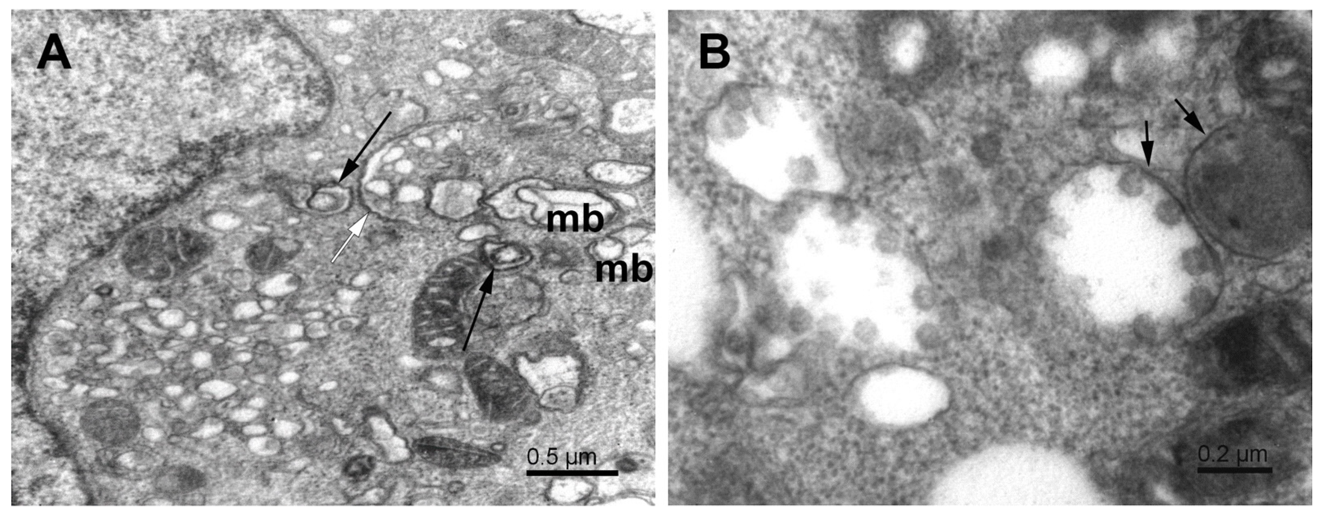 Pathogens 11 01535 g005