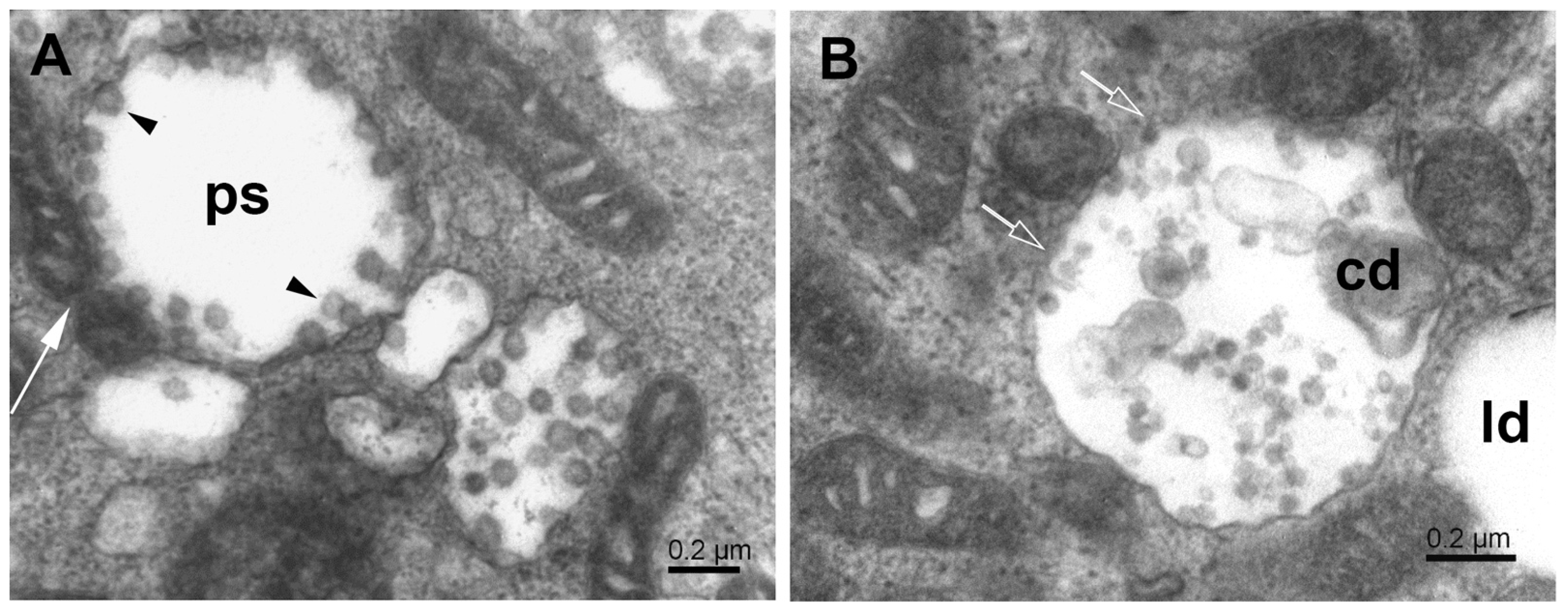 Pathogens 11 01535 g006