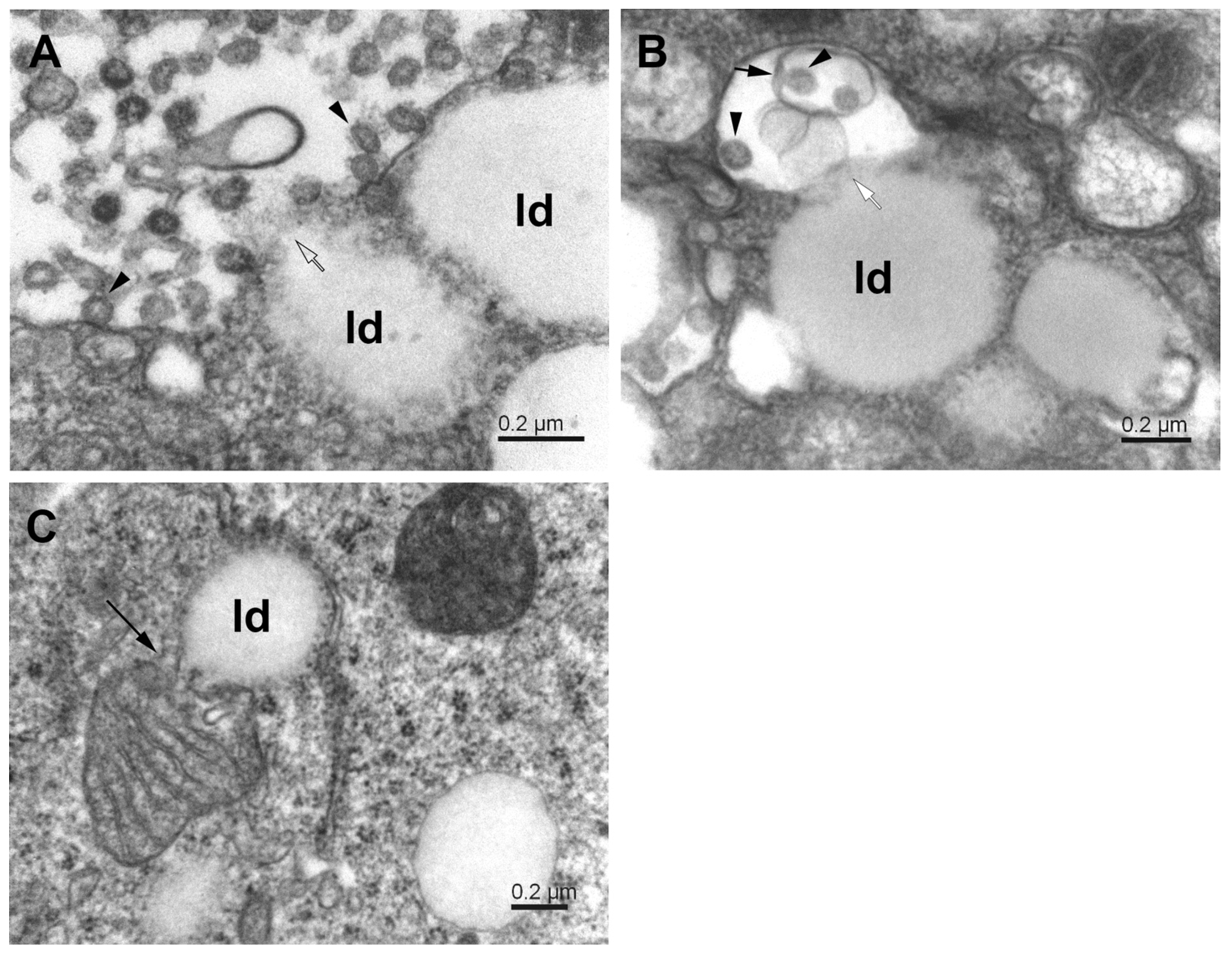 Pathogens 11 01535 g007