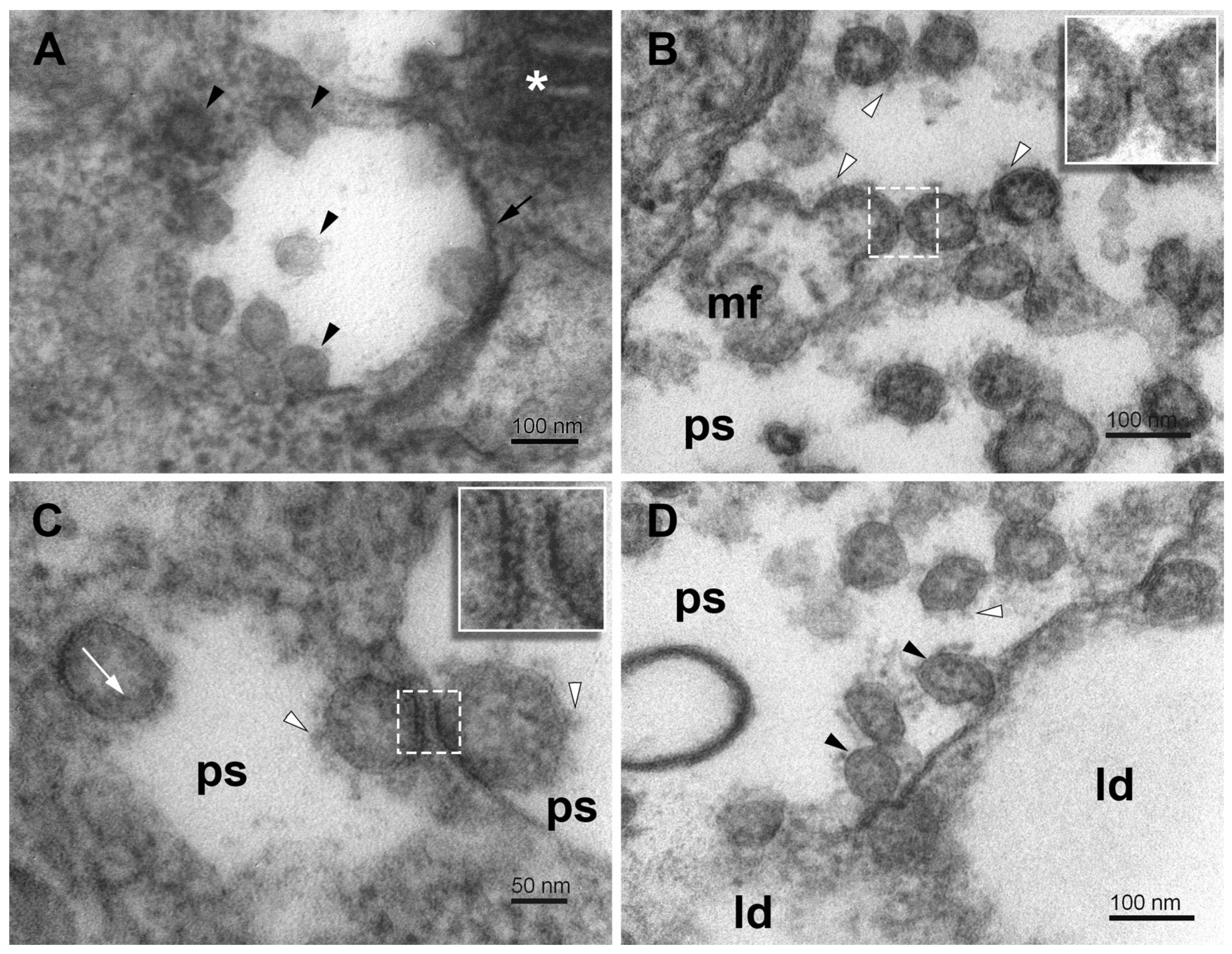 Pathogens 11 01535 g008