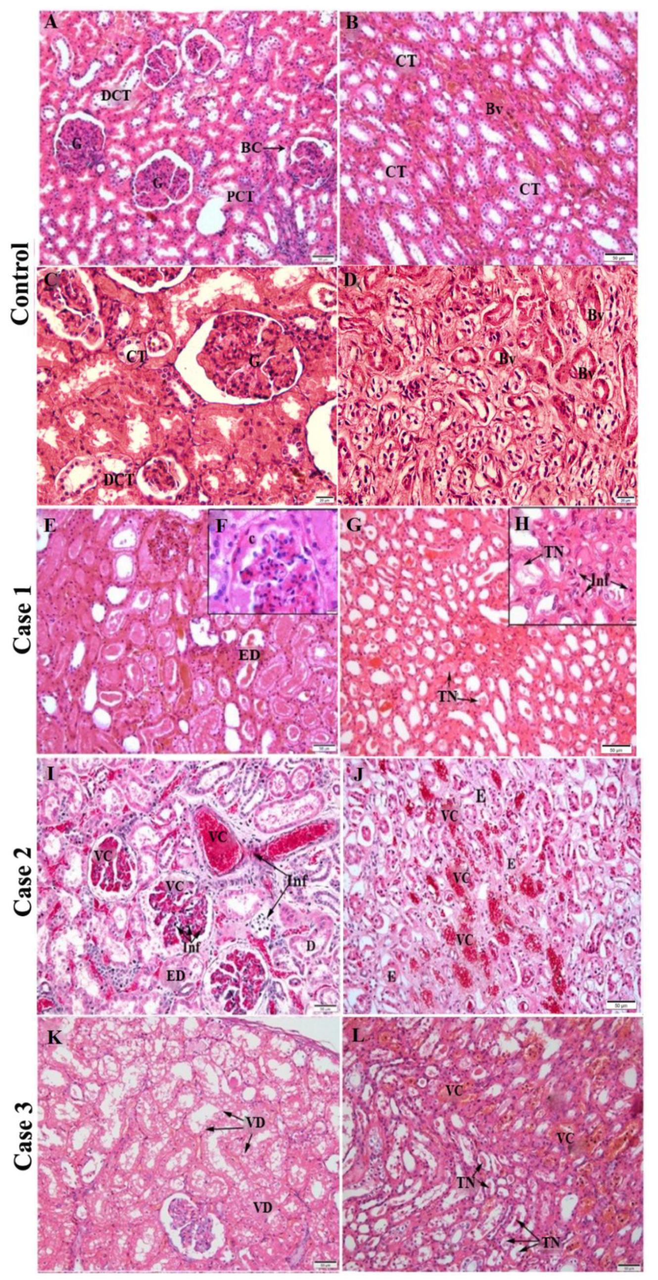 Pathogens 11 01543 g001 Pathogens 11 01543 g001