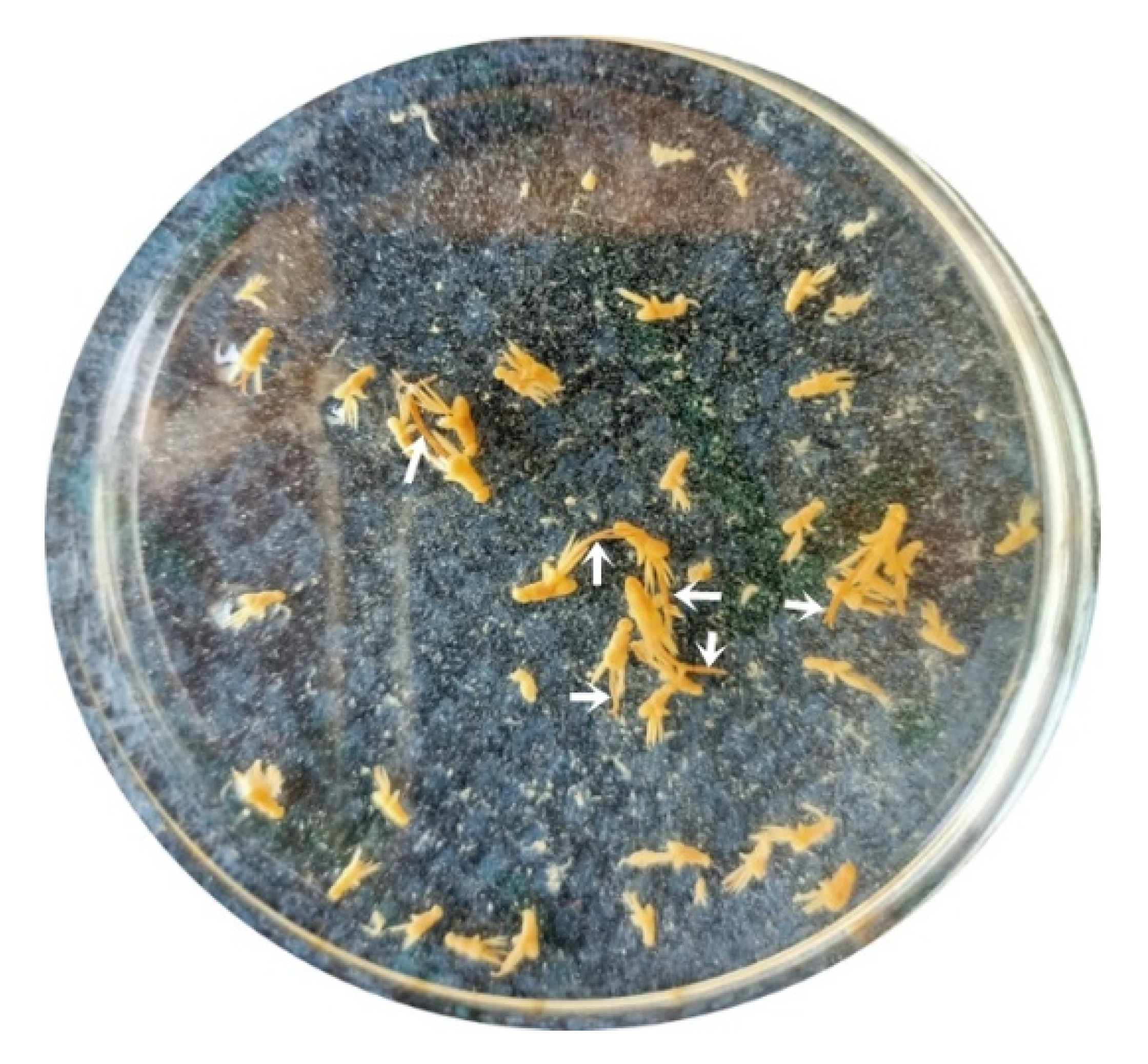 Pathogens 12 00052 g002 Pathogens 12 00052 g002