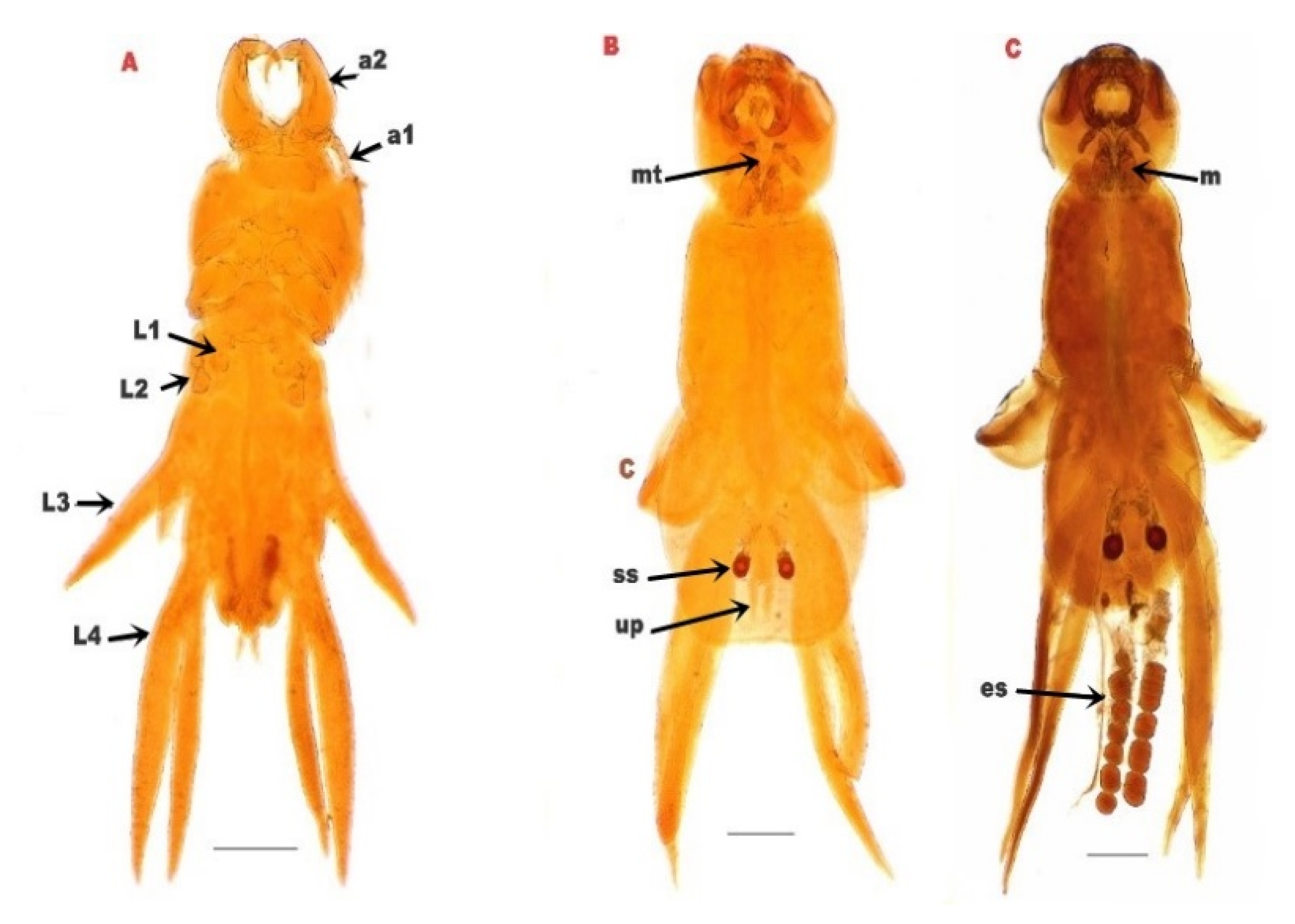 Pathogens 12 00052 g003 Pathogens 12 00052 g003