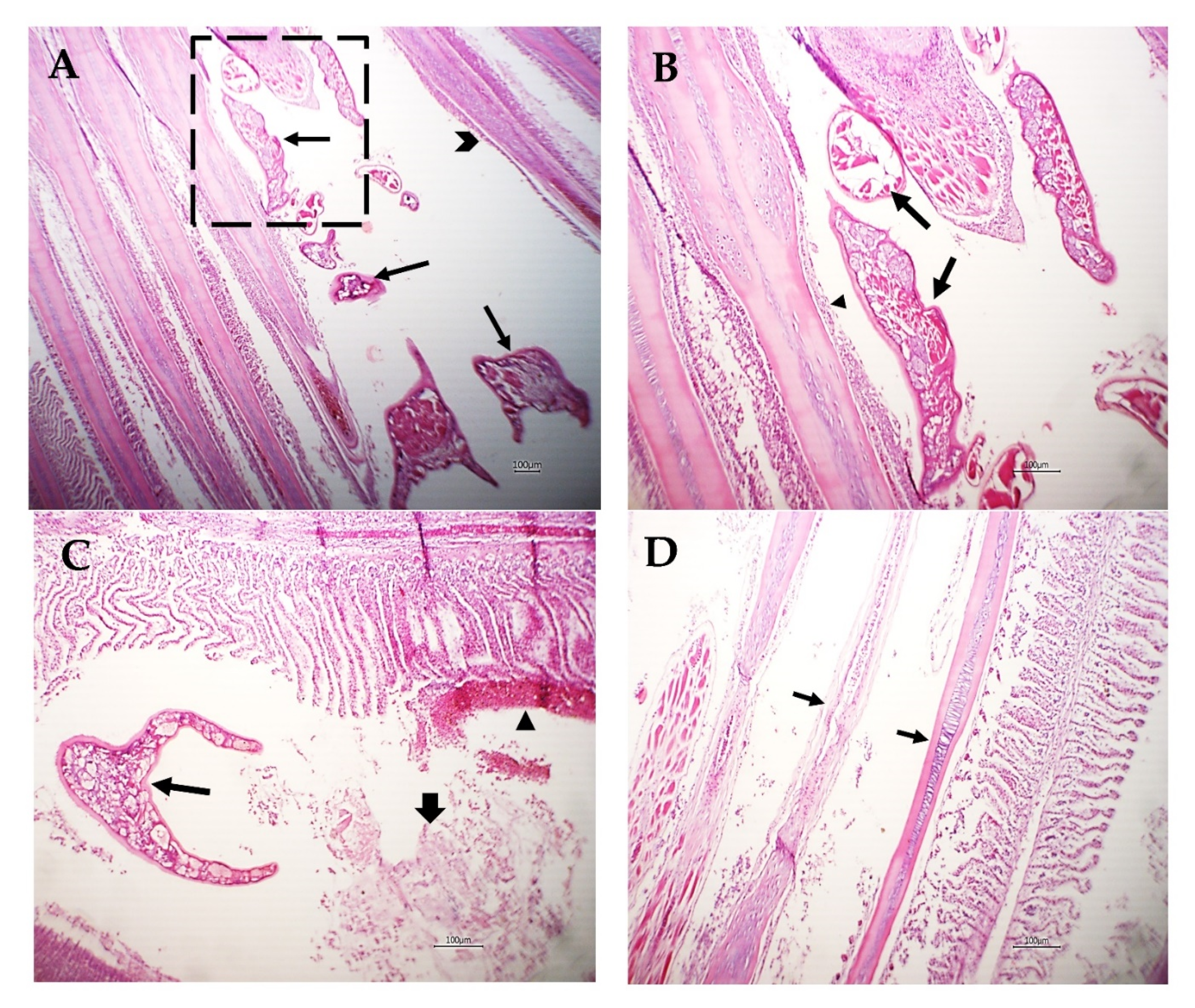 Pathogens 12 00052 g006 Pathogens 12 00052 g006
