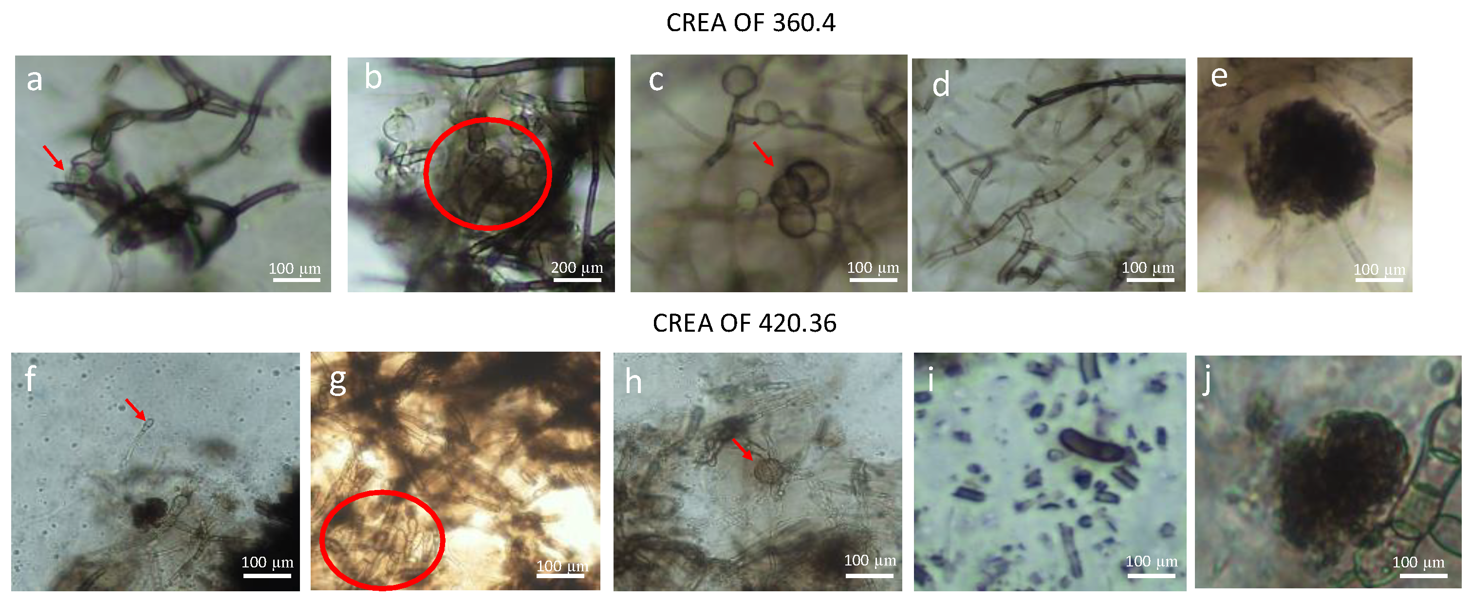 Pathogens 12 00108 g002