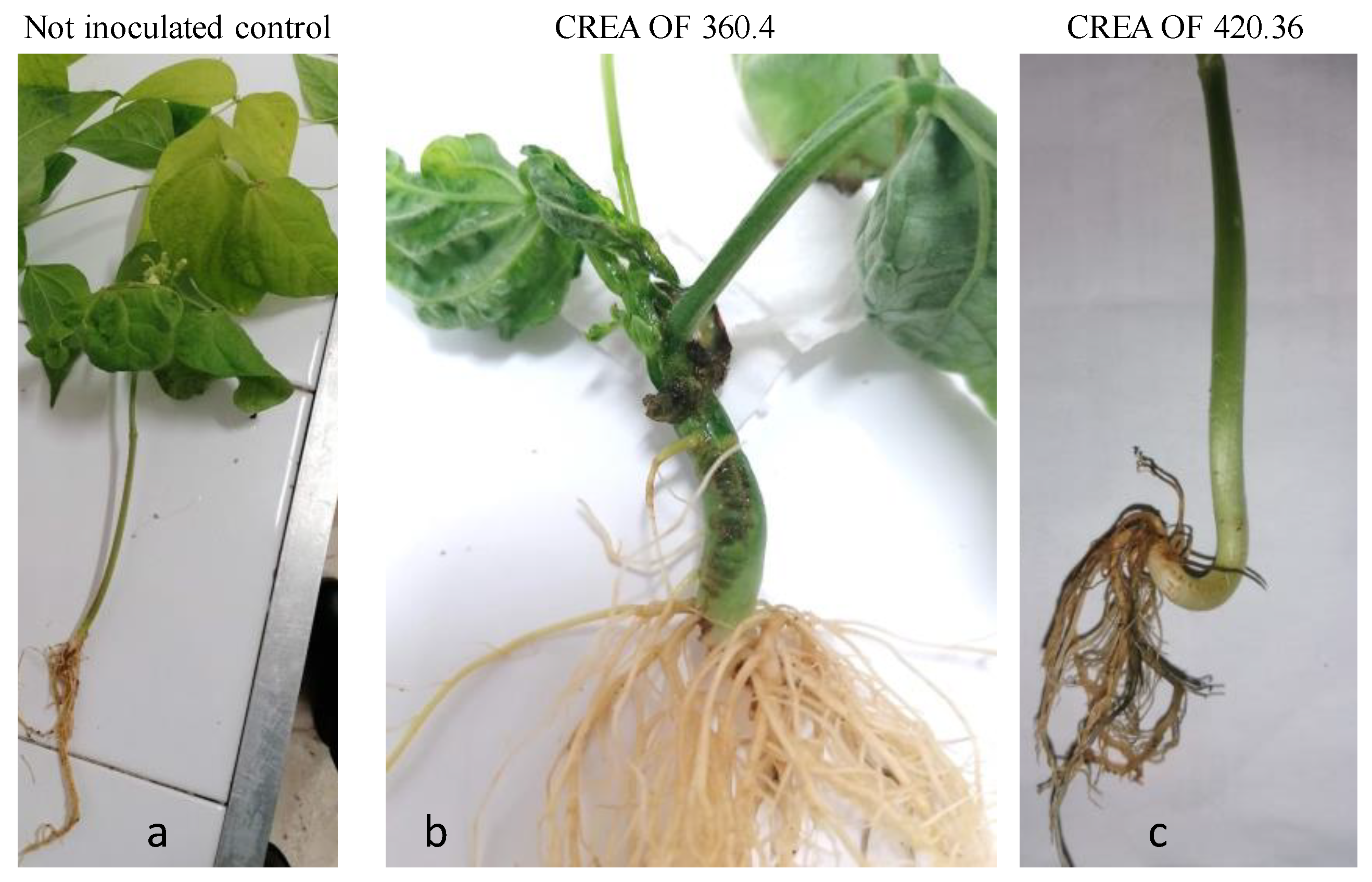 Pathogens 12 00108 g005