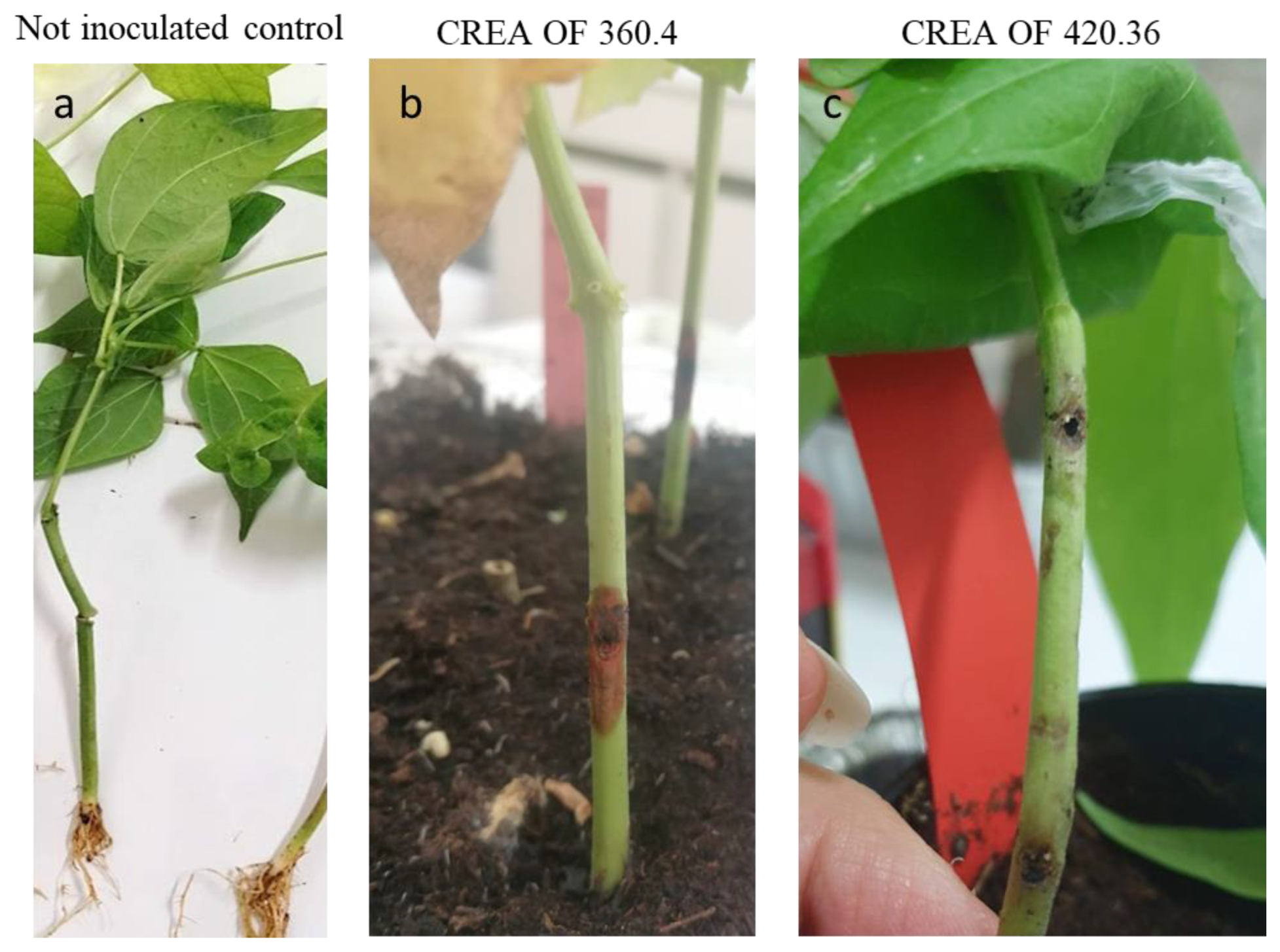 Pathogens 12 00108 g006