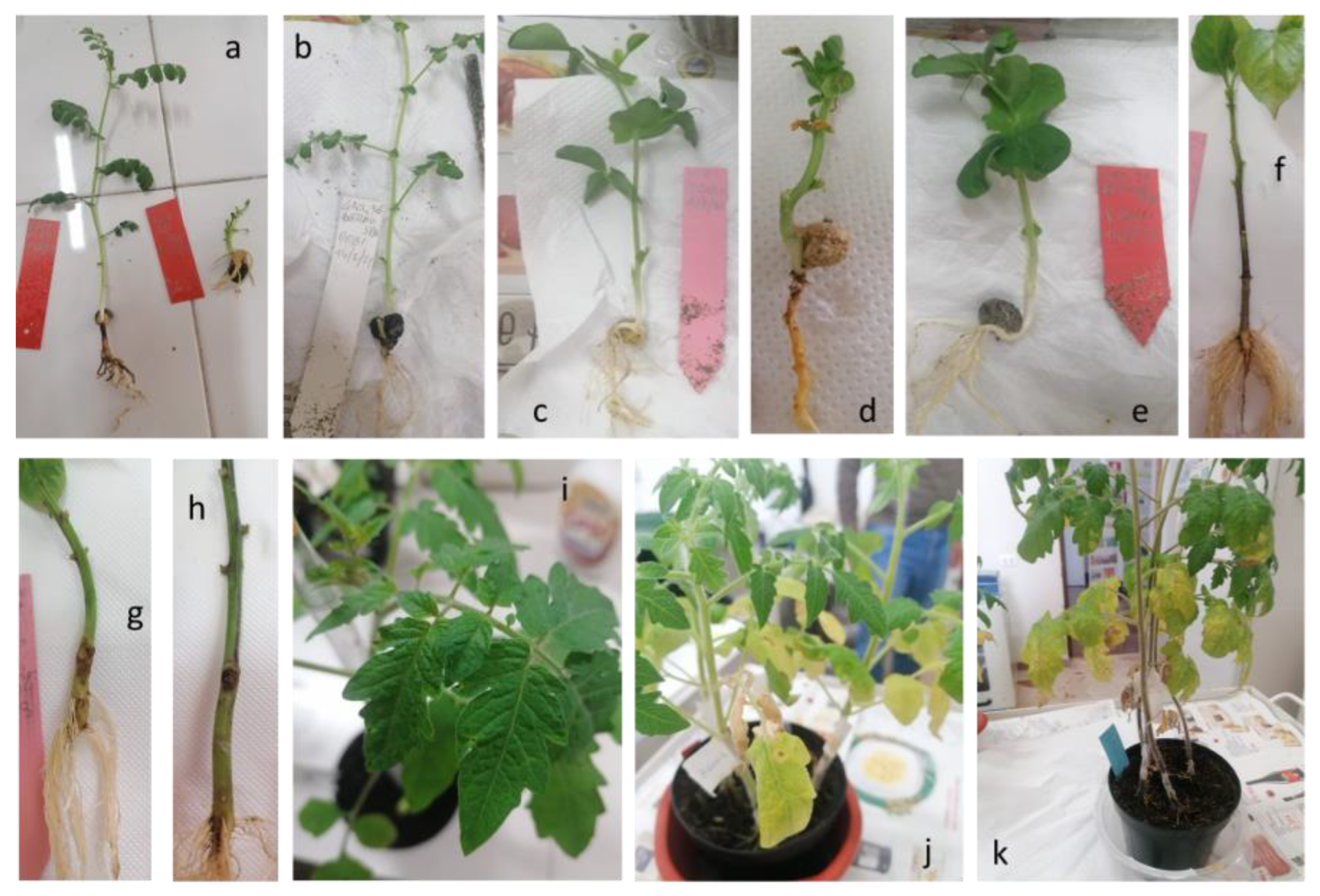 Pathogens 12 00108 g007