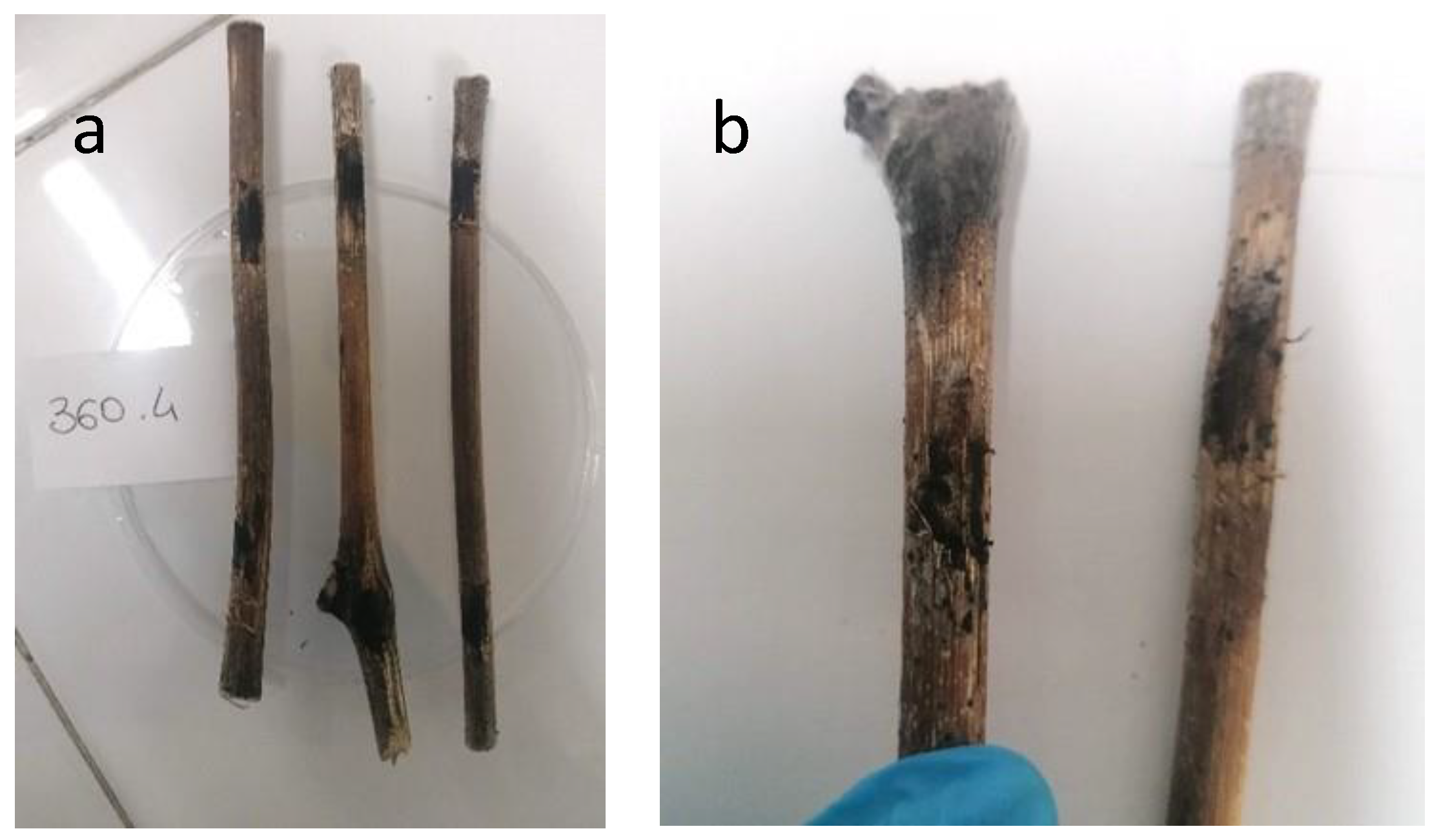 Pathogens 12 00108 g008