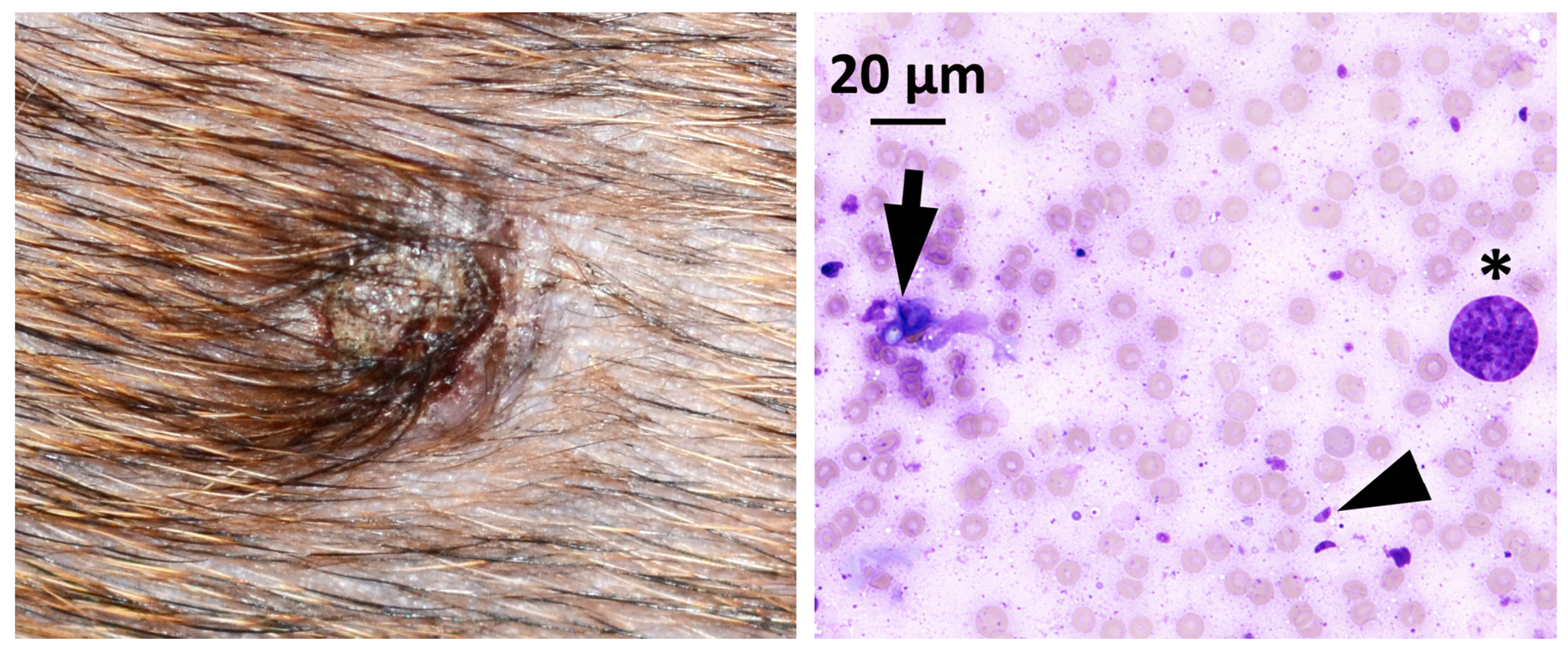 Pathogens 12 00114 g001 Pathogens 12 00114 g001