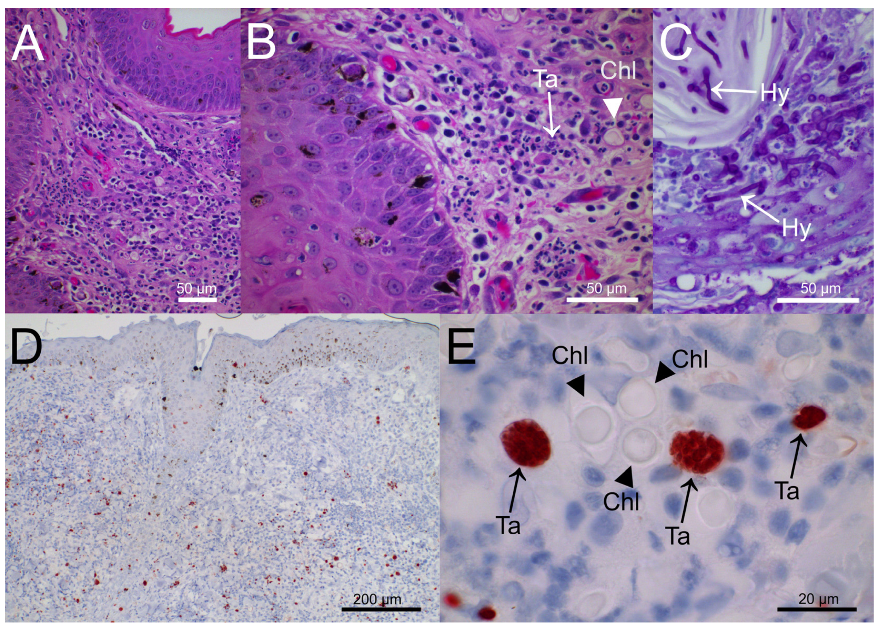 Pathogens 12 00114 g002 Pathogens 12 00114 g002