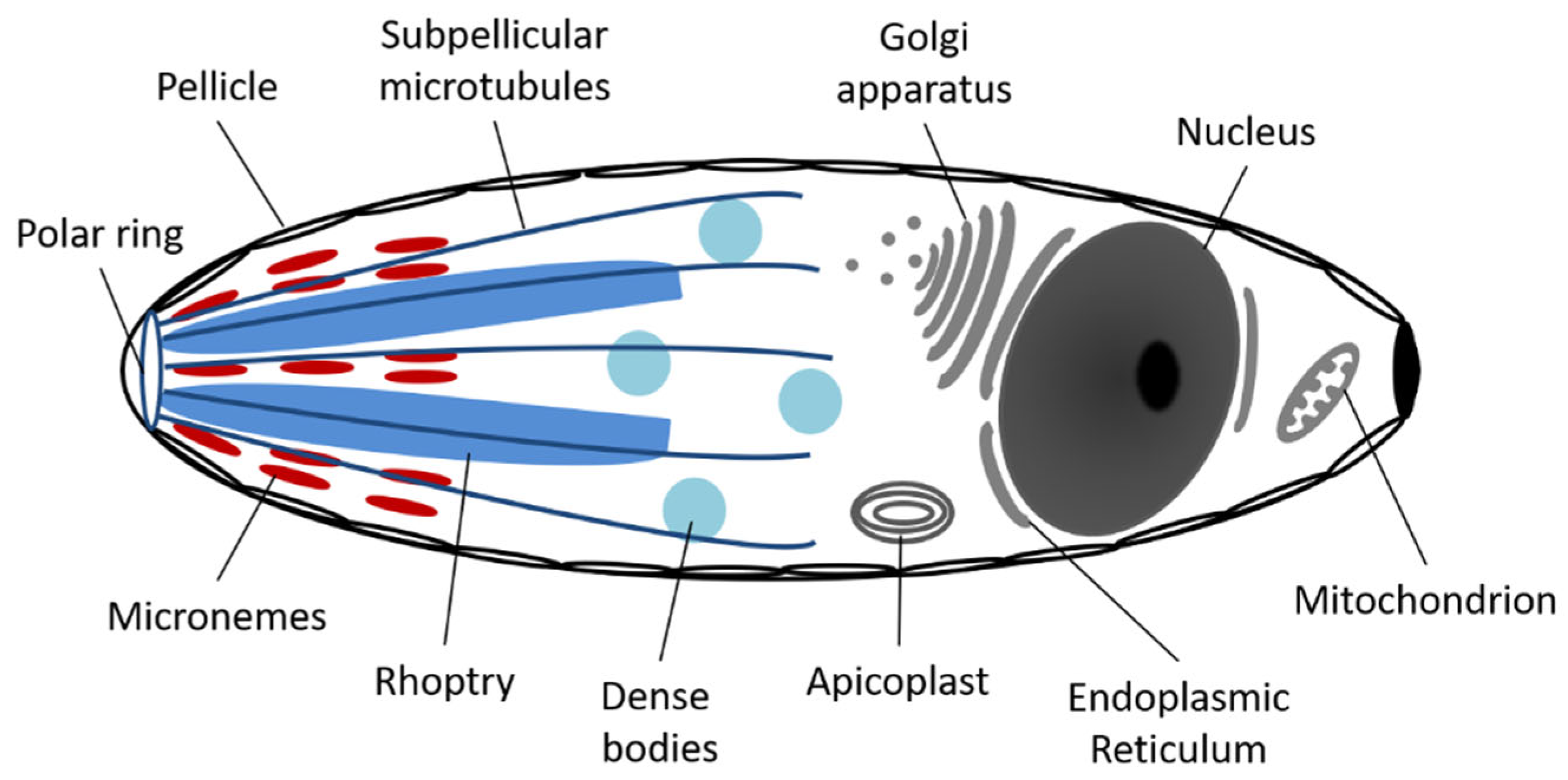 Pathogens 12 00133 g002