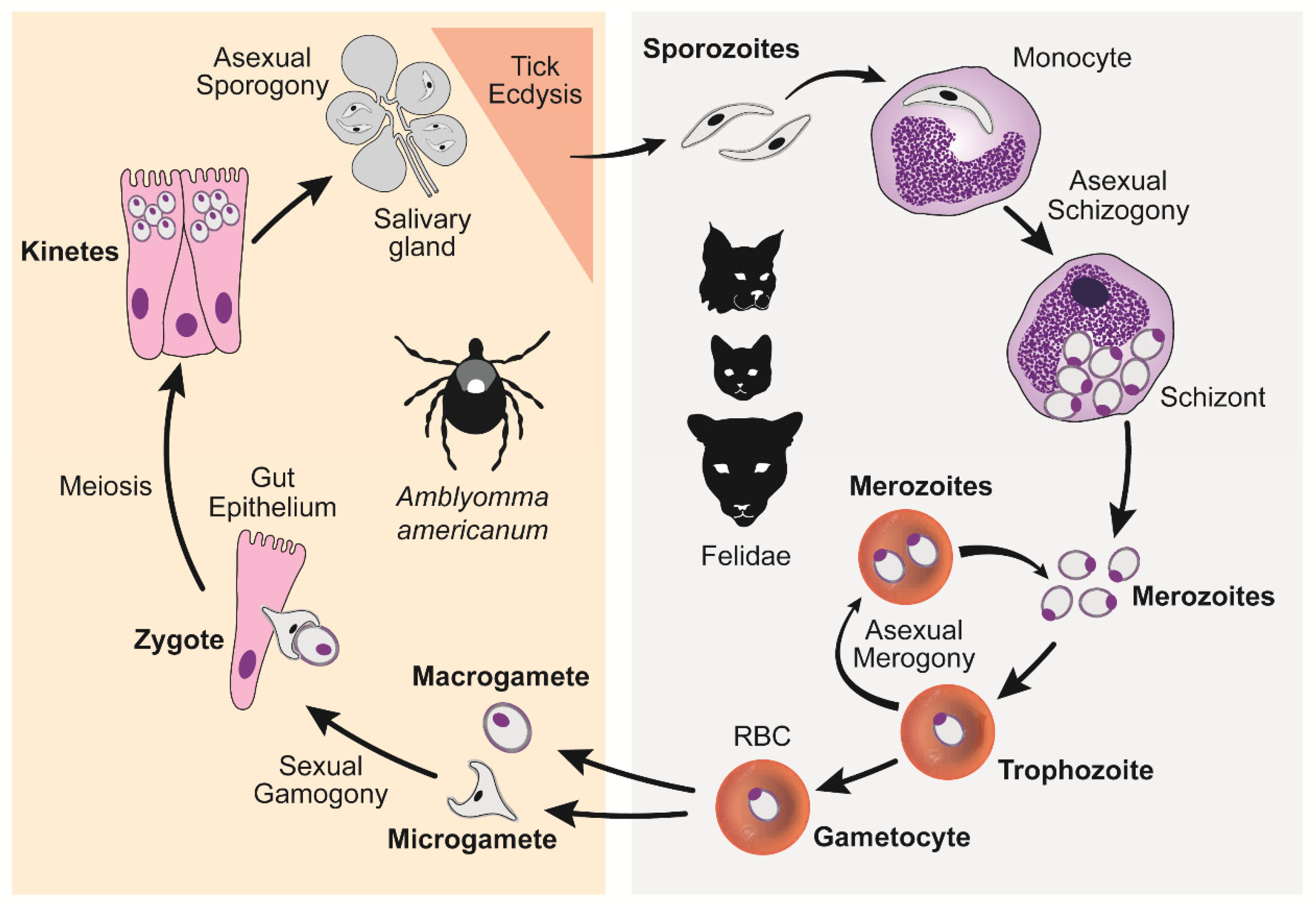 Pathogens 12 00133 g003