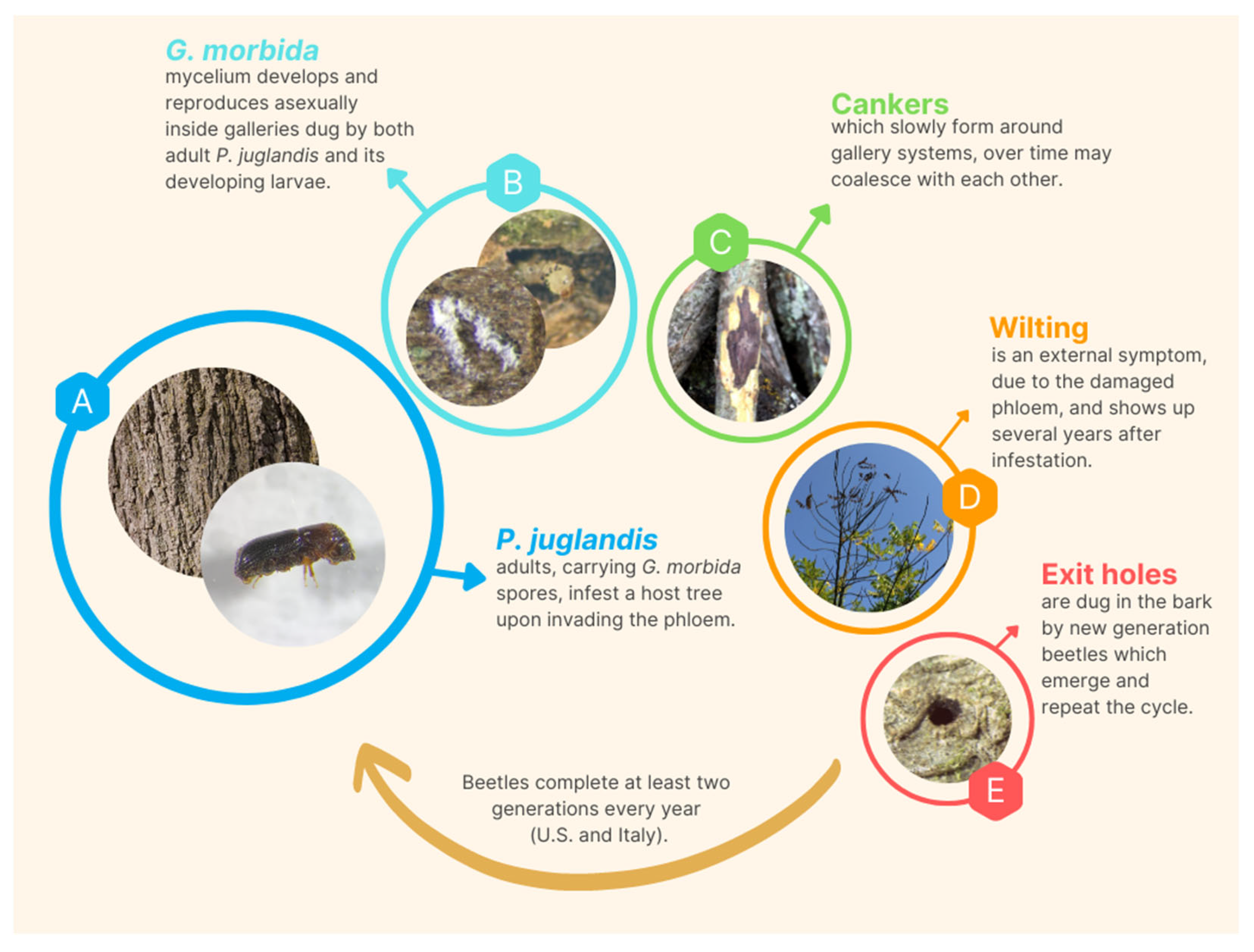 Pathogens 12 00164 g001