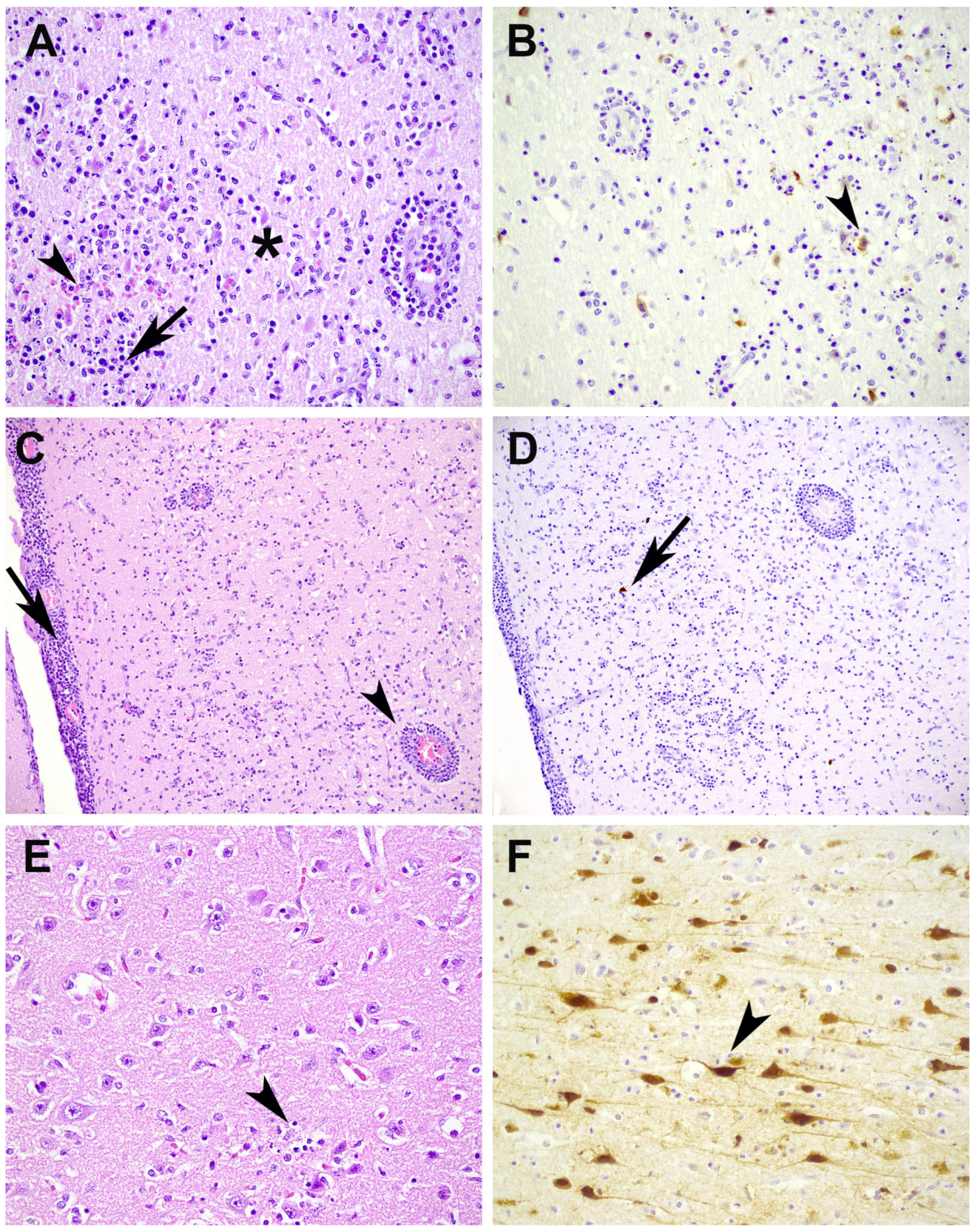 Pathogens 12 00168 g003