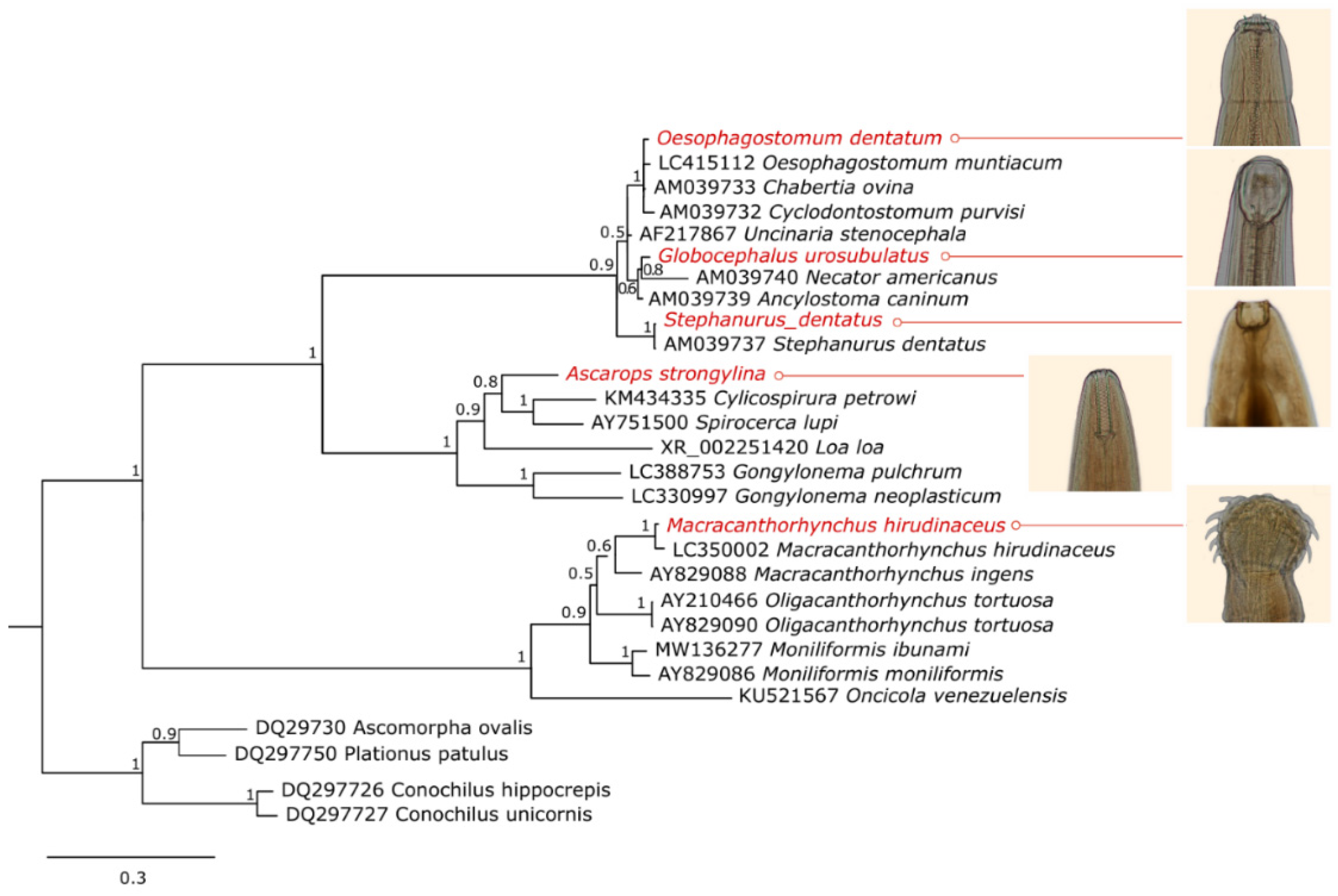Pathogens 12 00175 g003