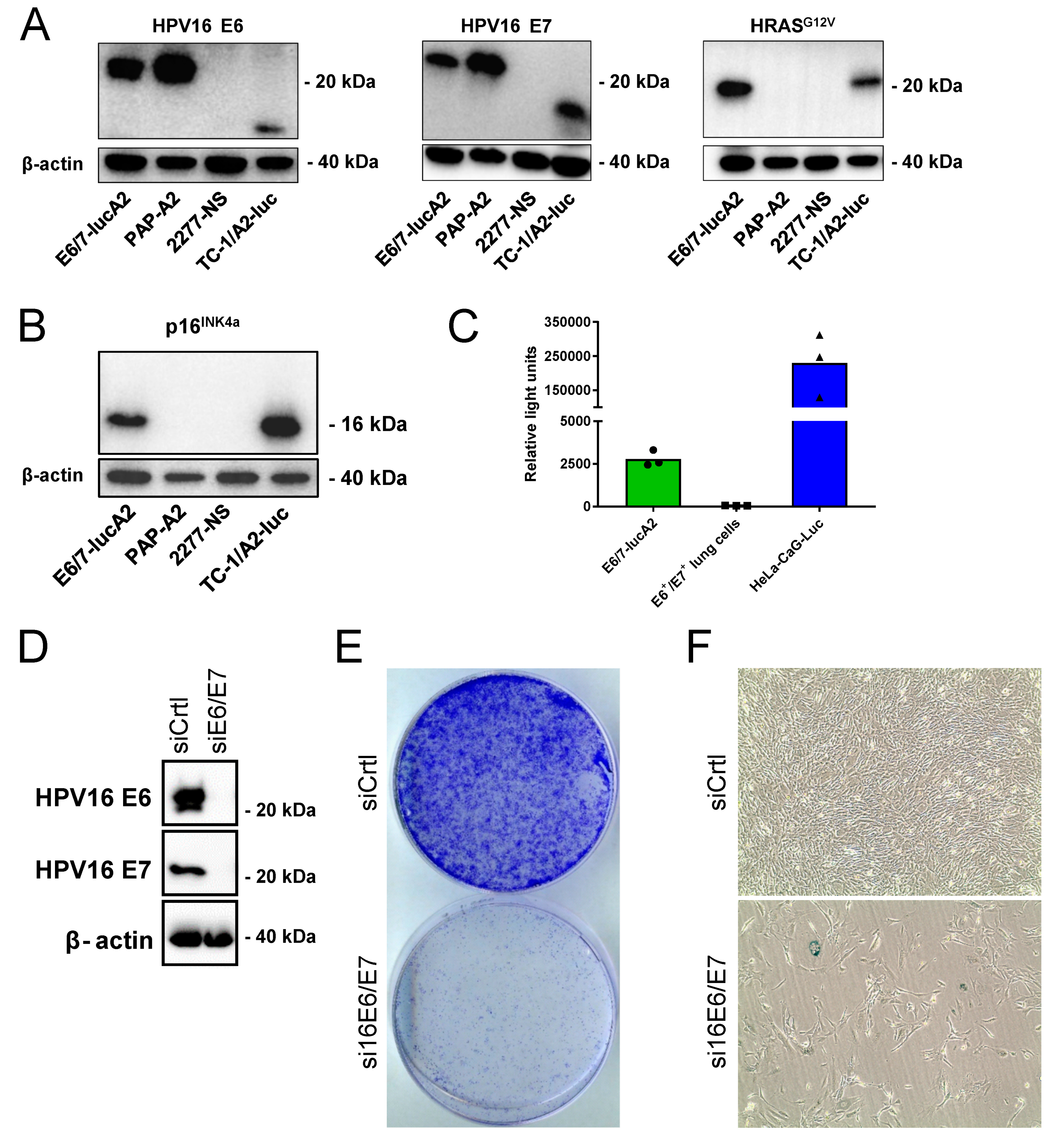 Pathogens 12 00188 g001 Pathogens 12 00188 g001