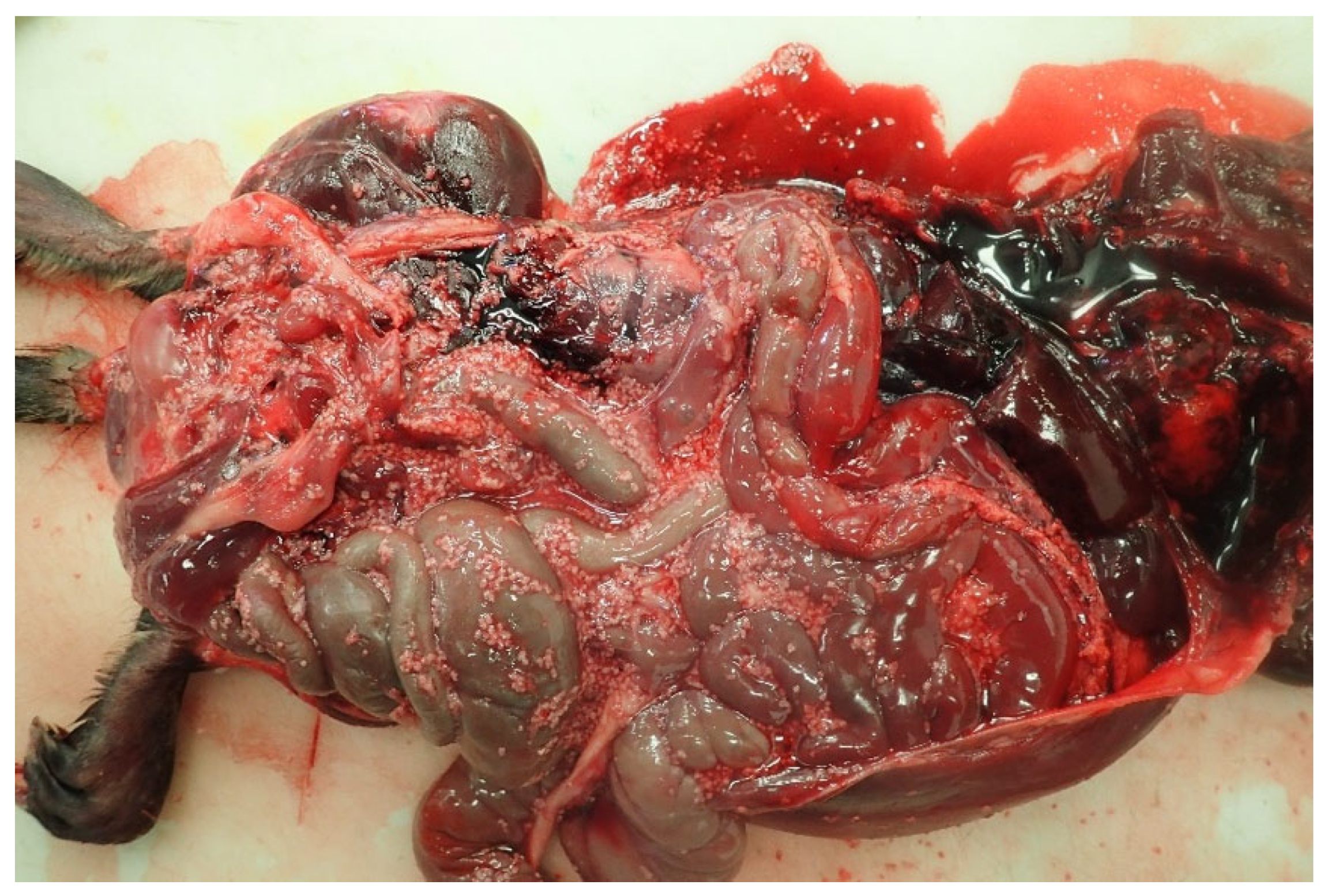 Pathogens 12 00204 g001