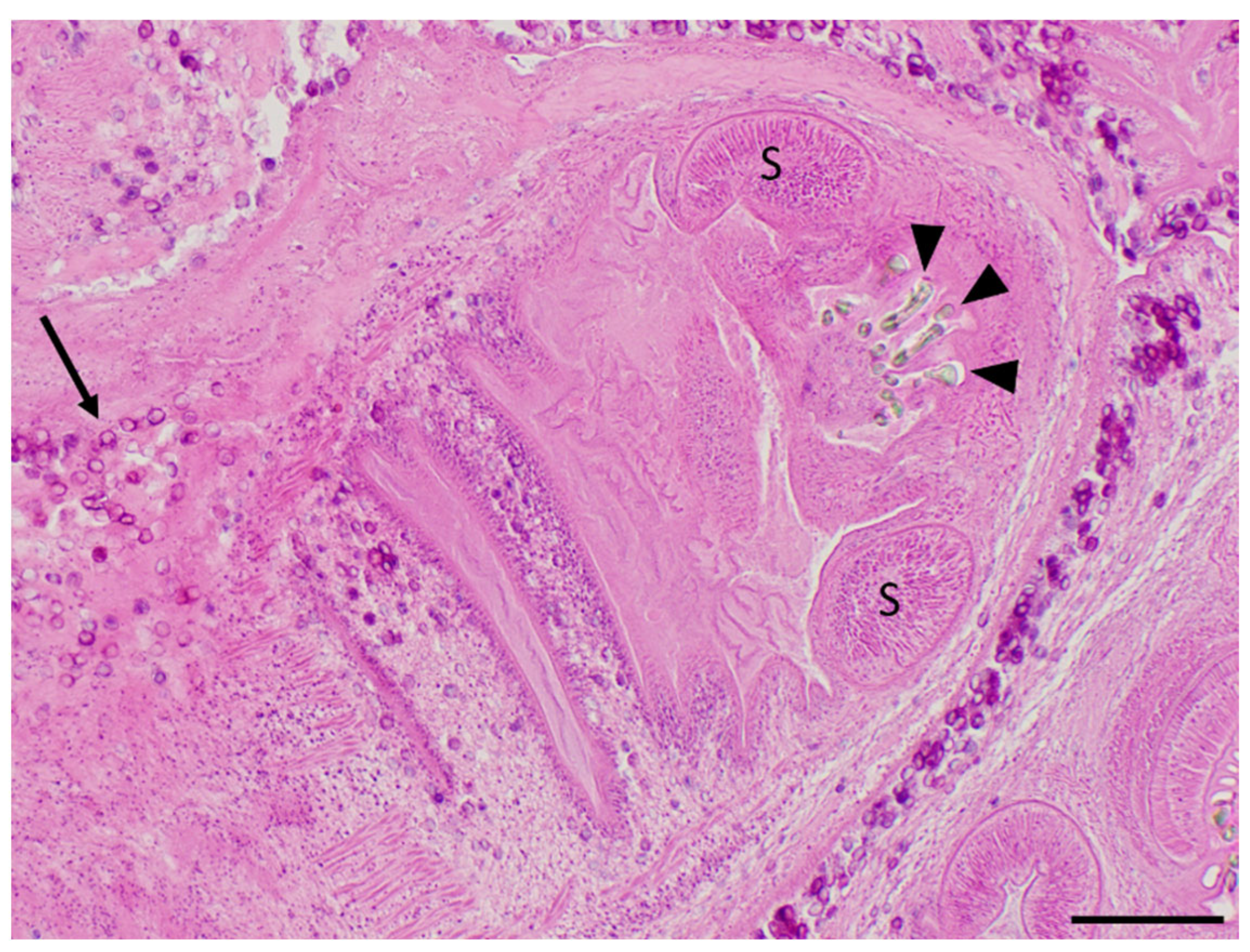 Pathogens 12 00204 g002
