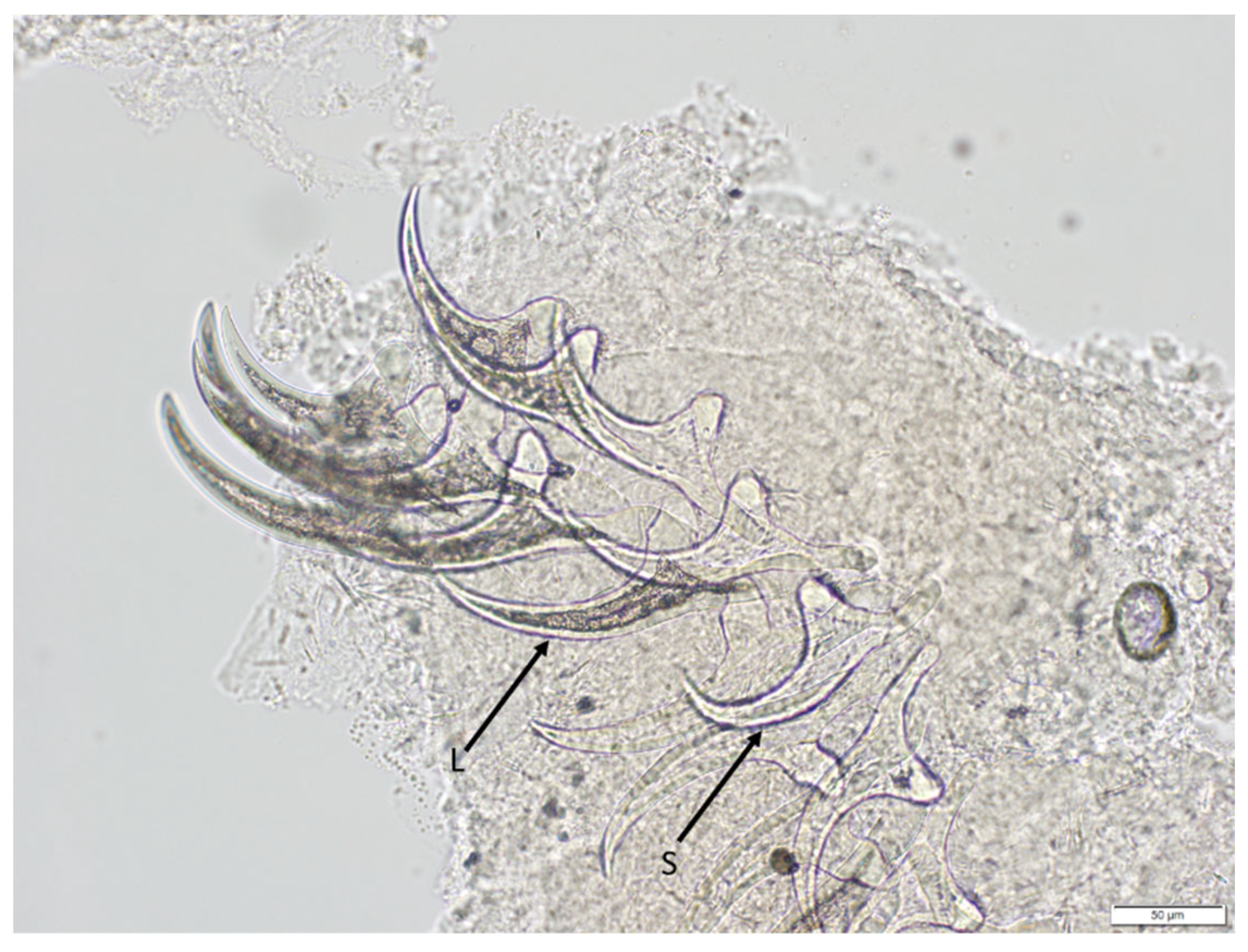 Pathogens 12 00204 g003