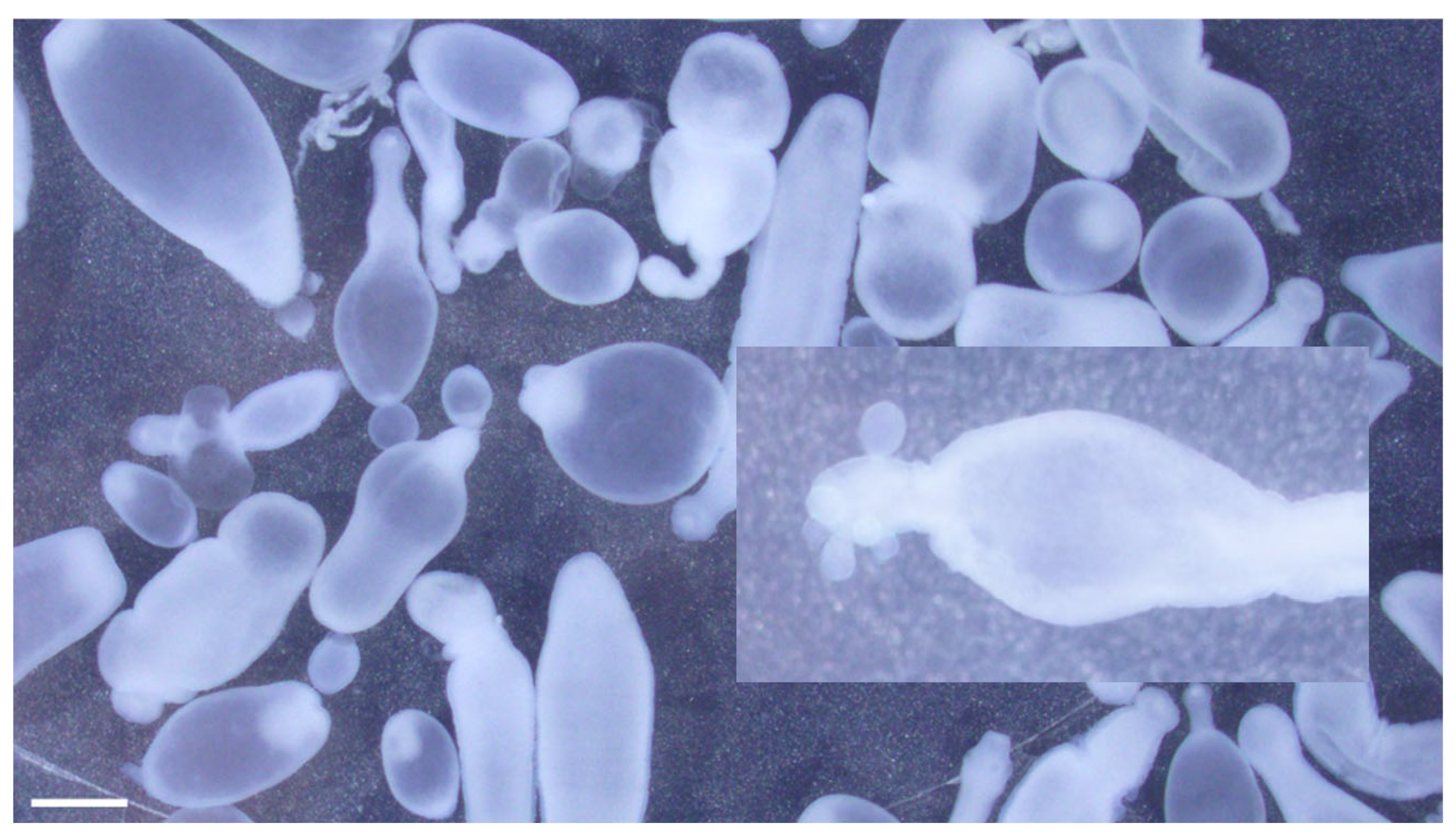 Pathogens 12 00204 g004