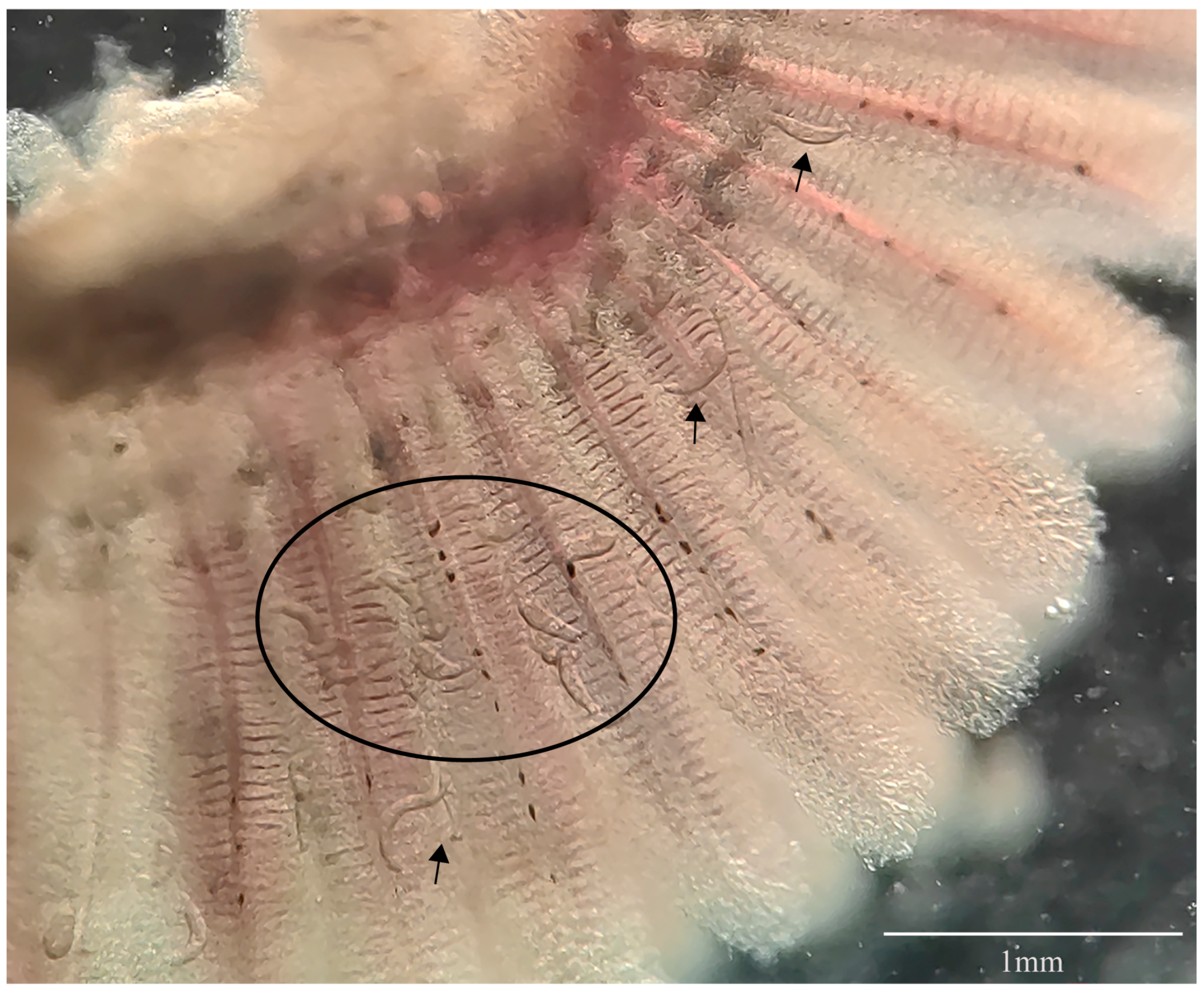 Pathogens 12 00206 g001