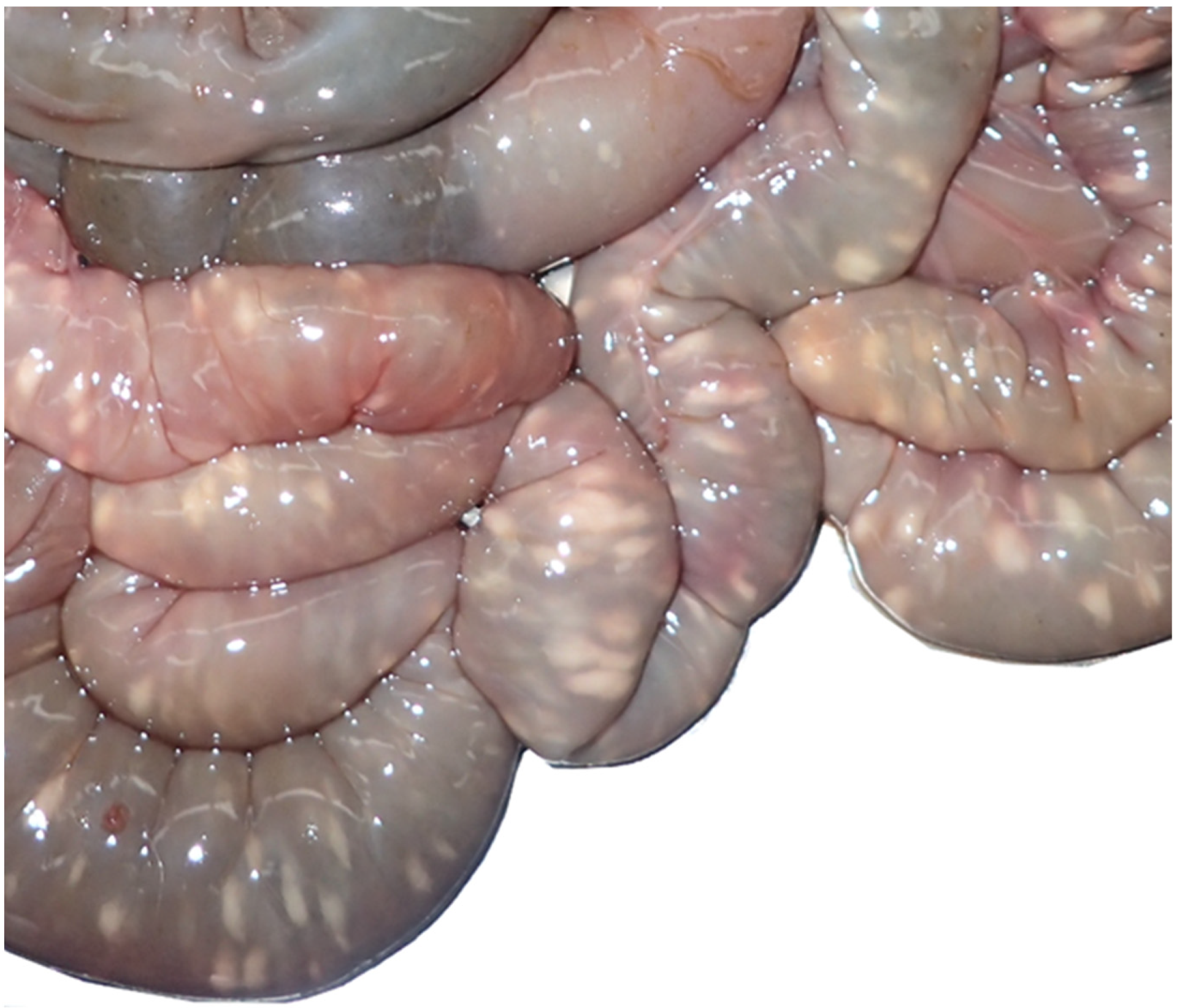 Pathogens 12 00239 g002