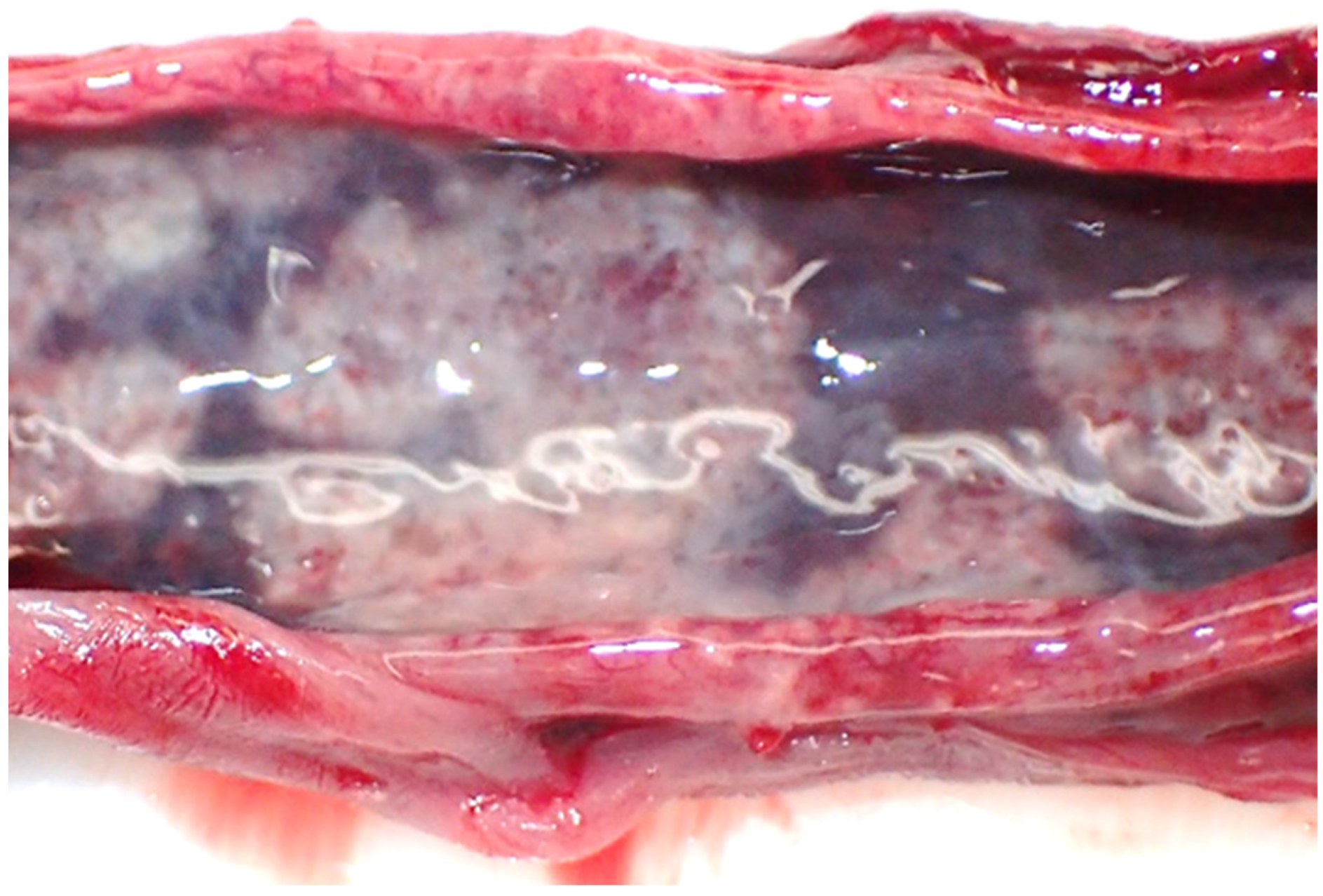 Pathogens 12 00239 g005