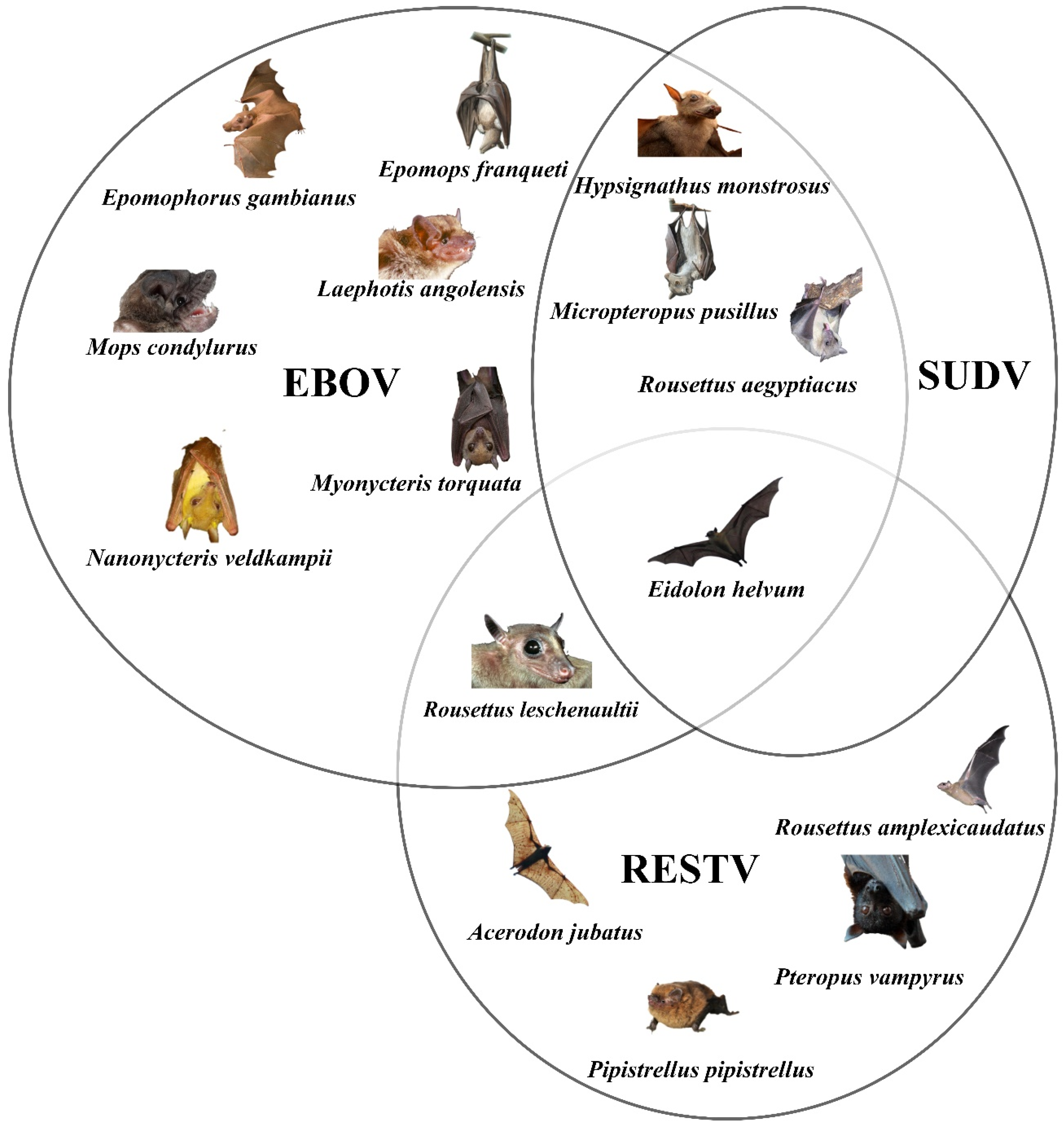 Pathogens 12 00248 g003