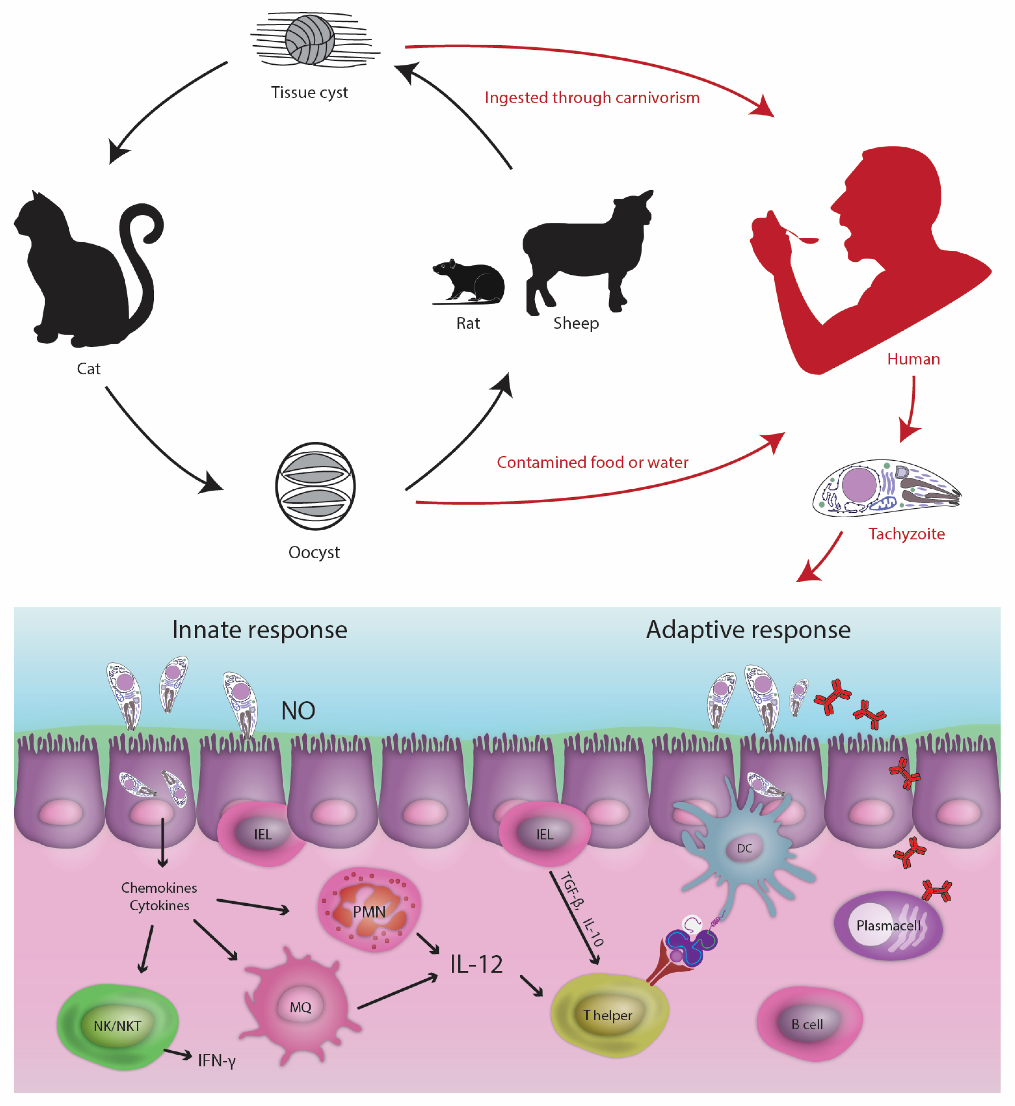Pathogens 12 00253 g001 Pathogens 12 00253 g001
