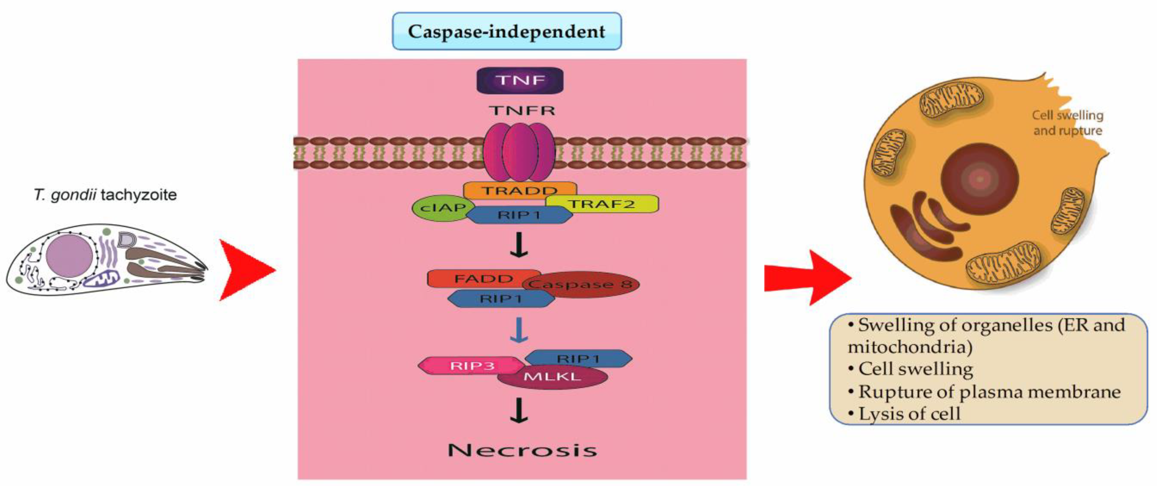 Pathogens 12 00253 g002 Pathogens 12 00253 g002