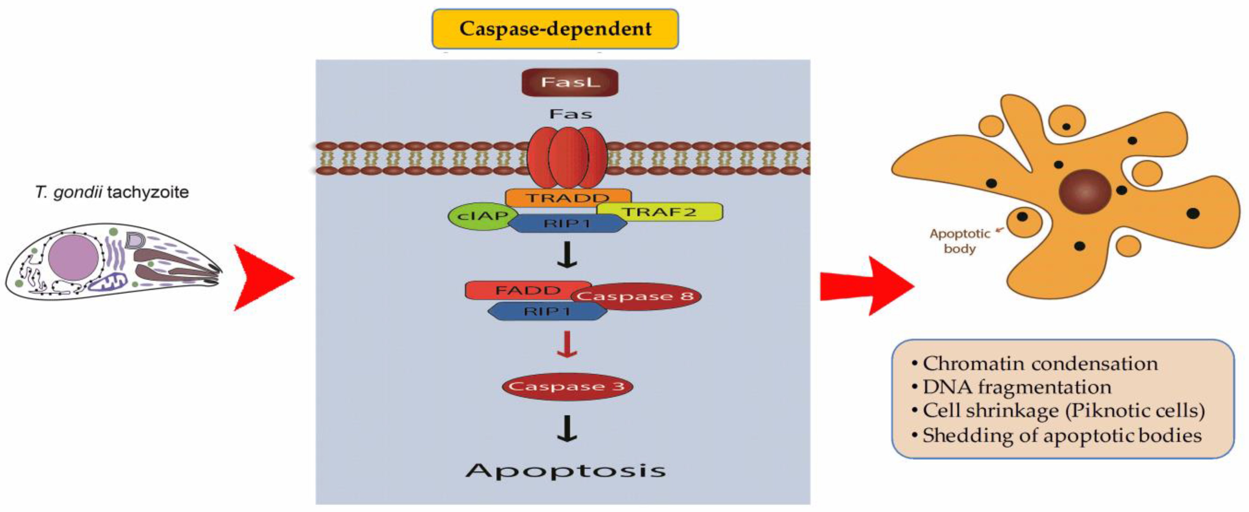 Pathogens 12 00253 g004 Pathogens 12 00253 g004