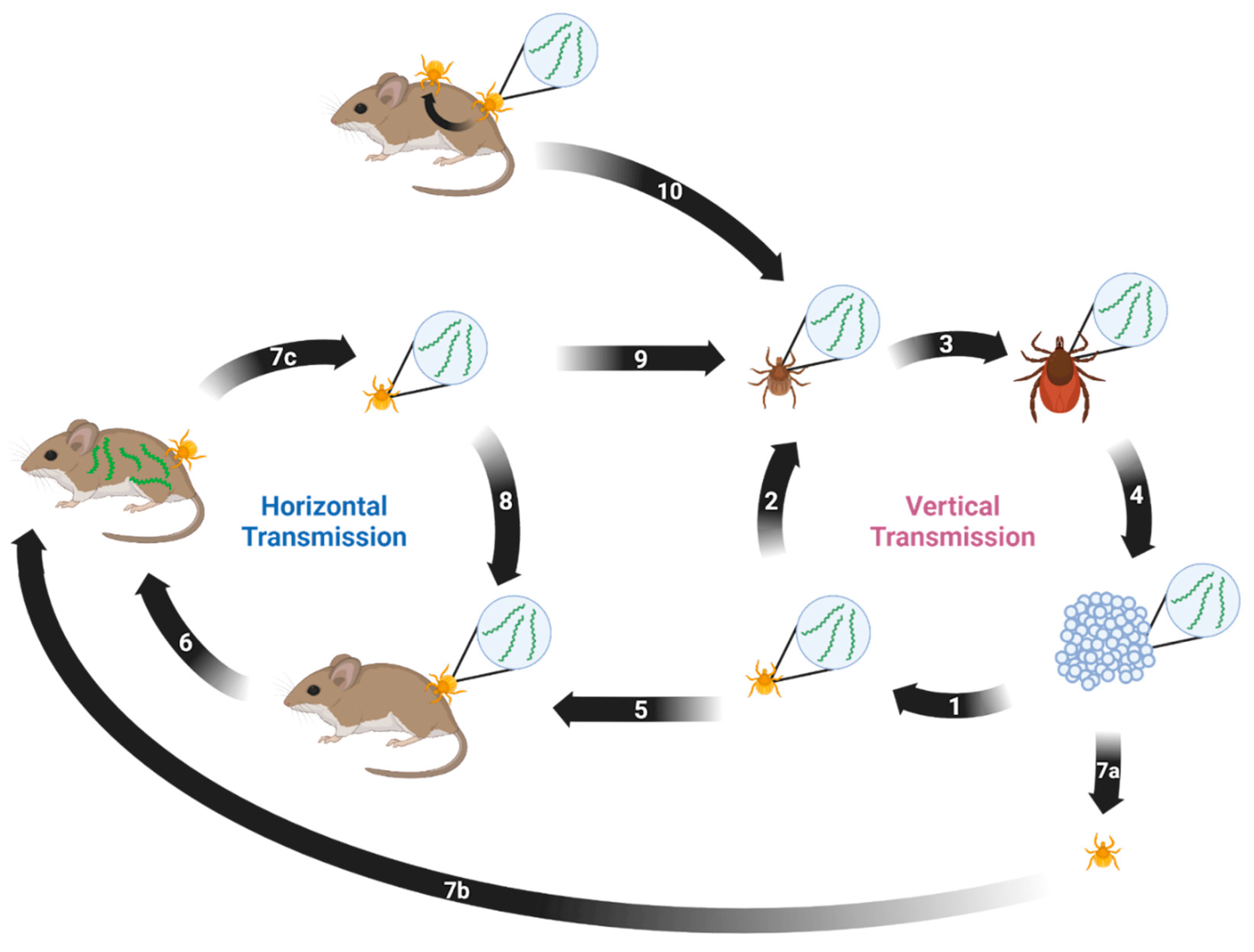 Pathogens 12 00267 g001