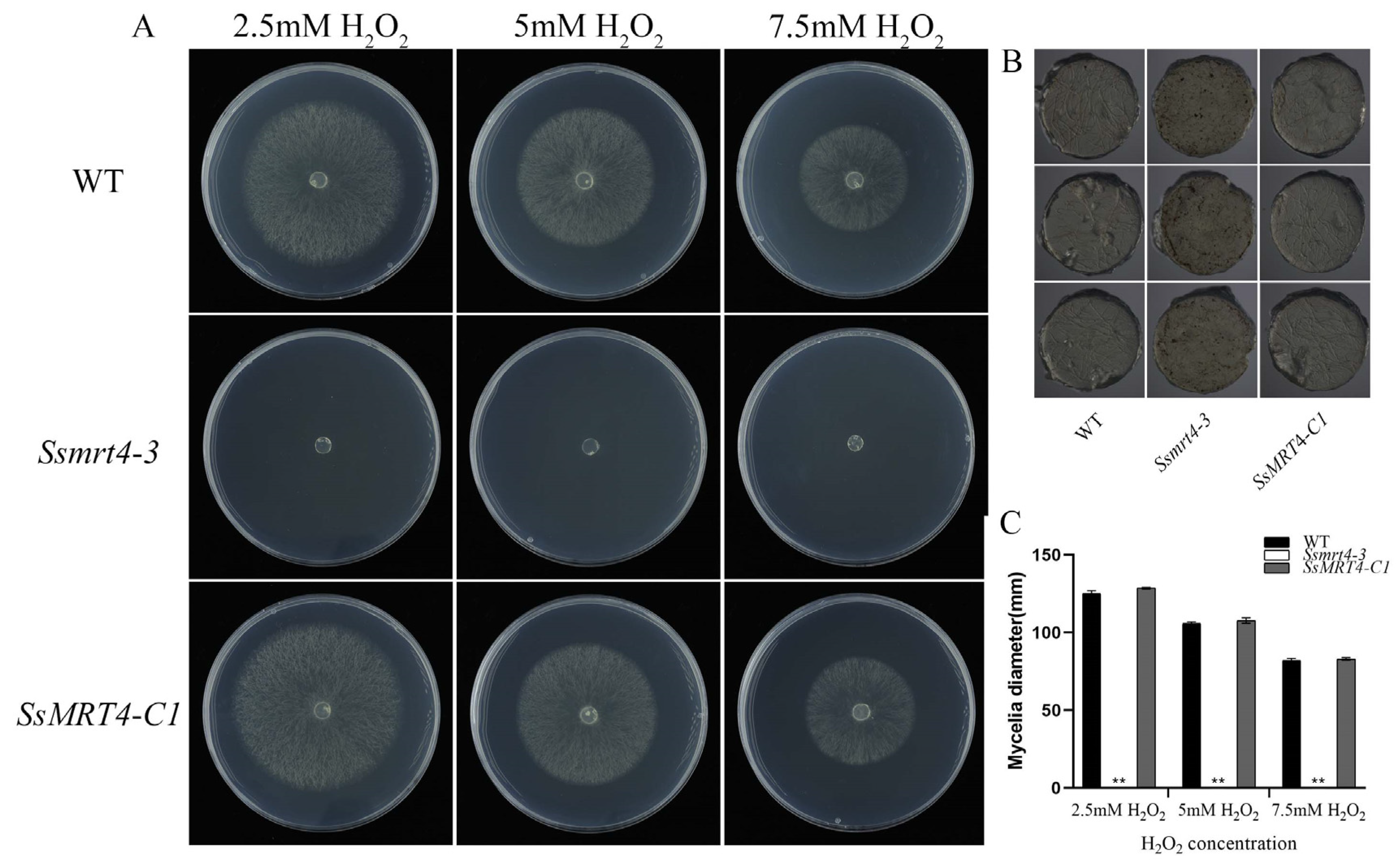 Pathogens 12 00281 g005