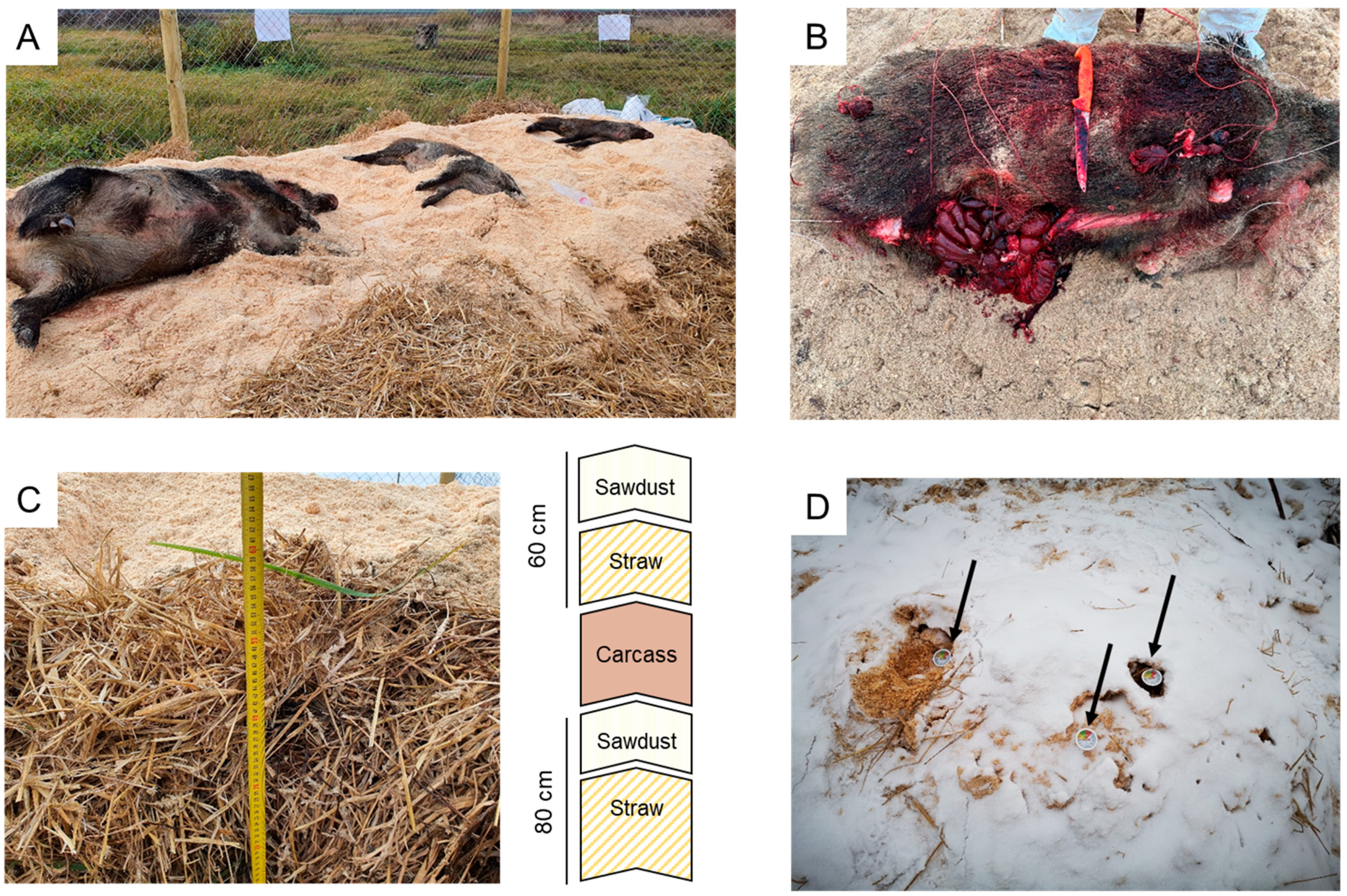Pathogens 12 00285 g001