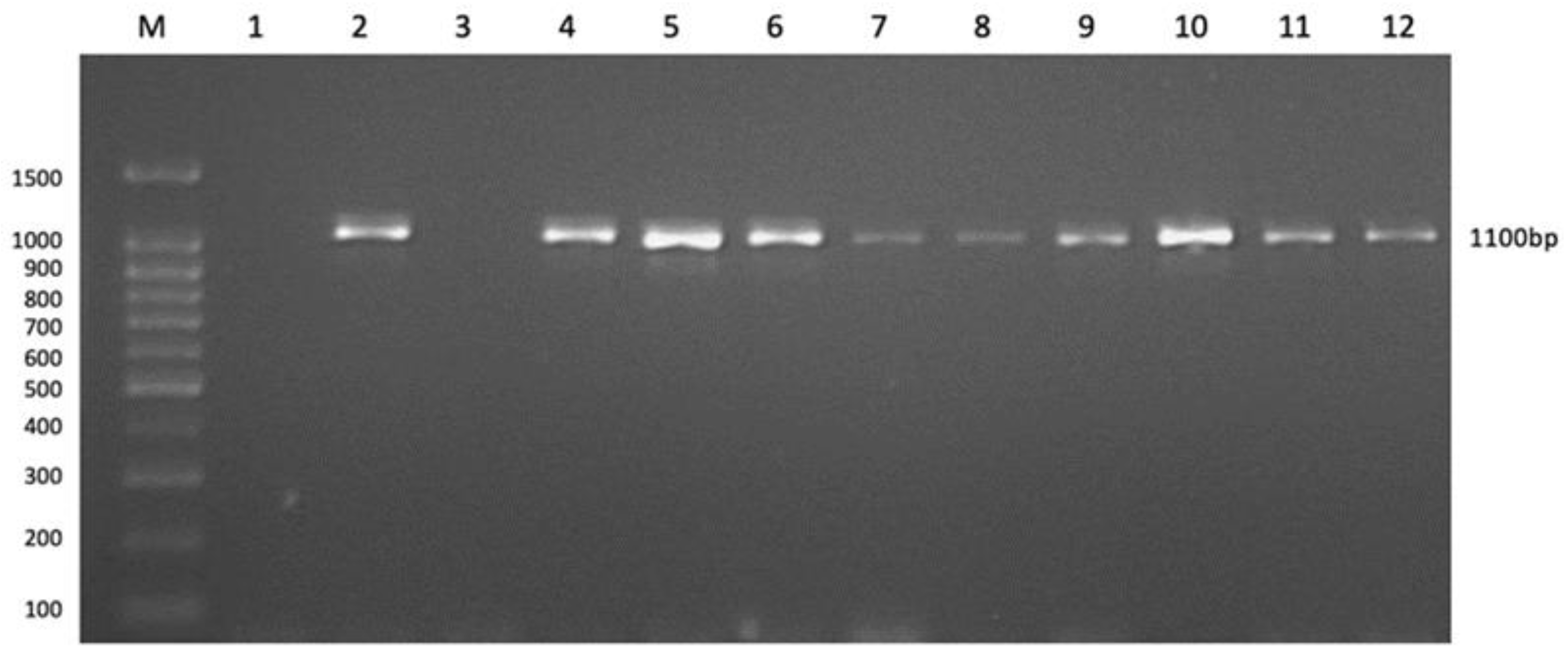 Pathogens 12 00308 g003