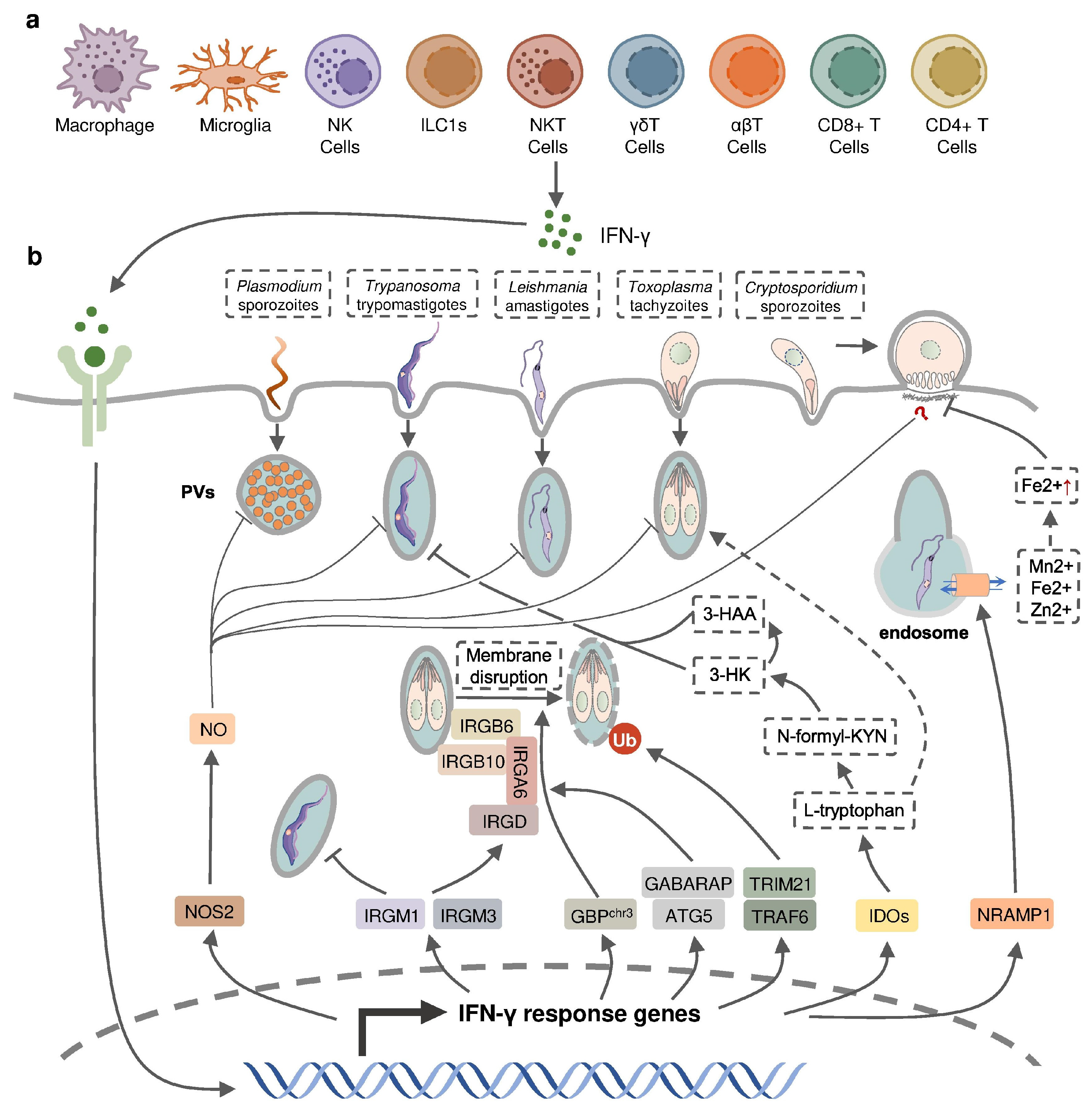 Pathogens 12 00319 g002