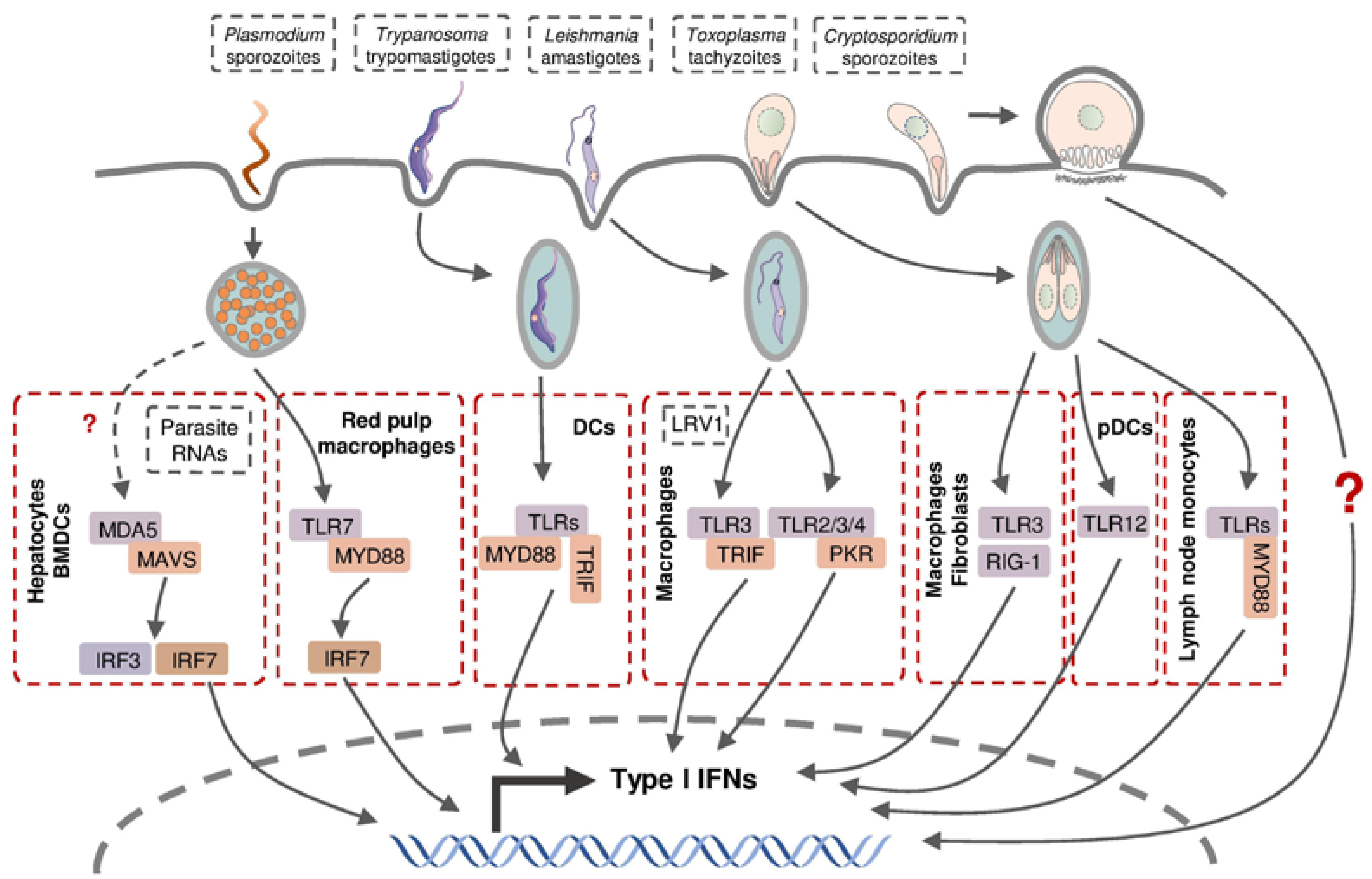 Pathogens 12 00319 g003