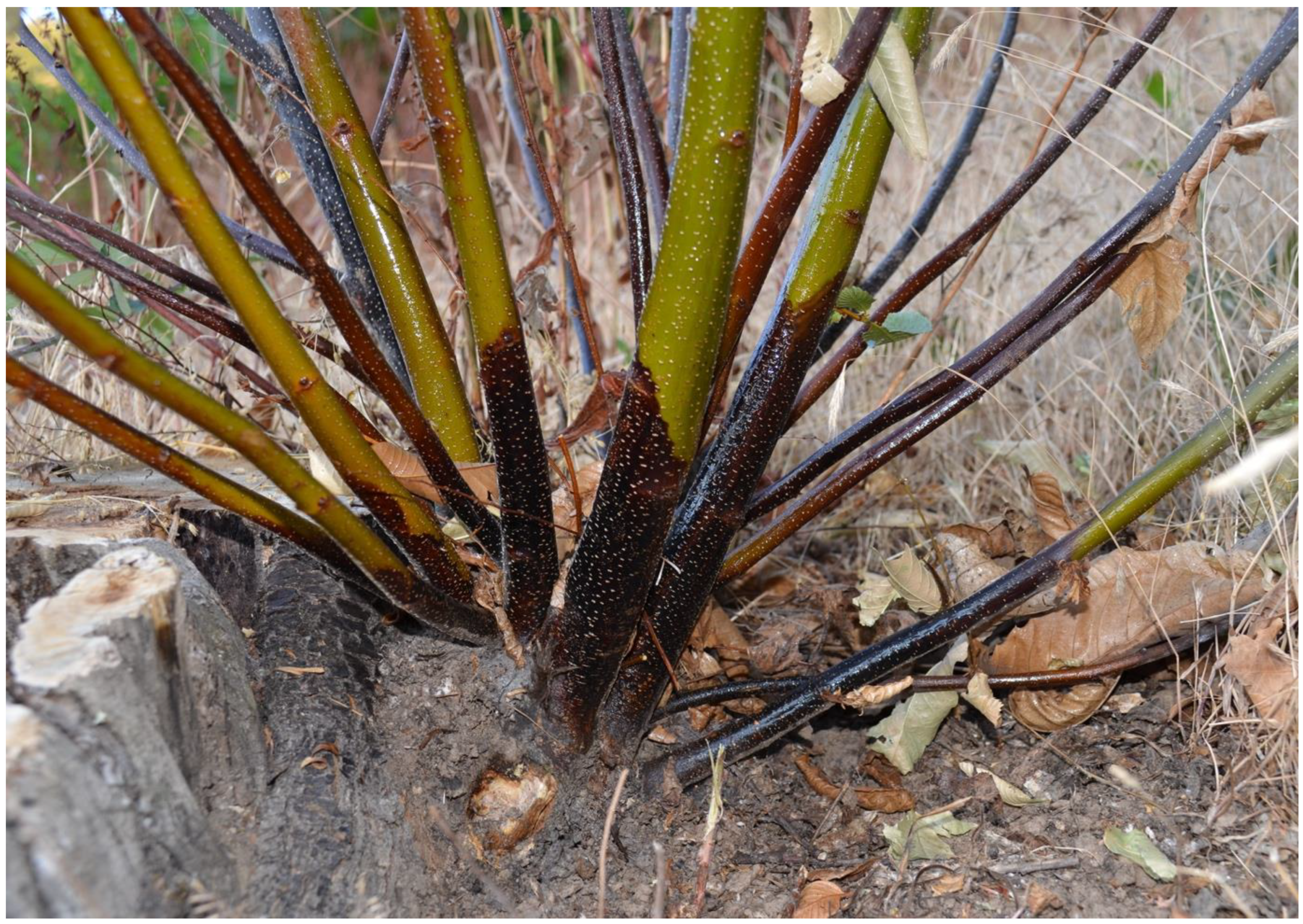 Pathogens 12 00365 g001