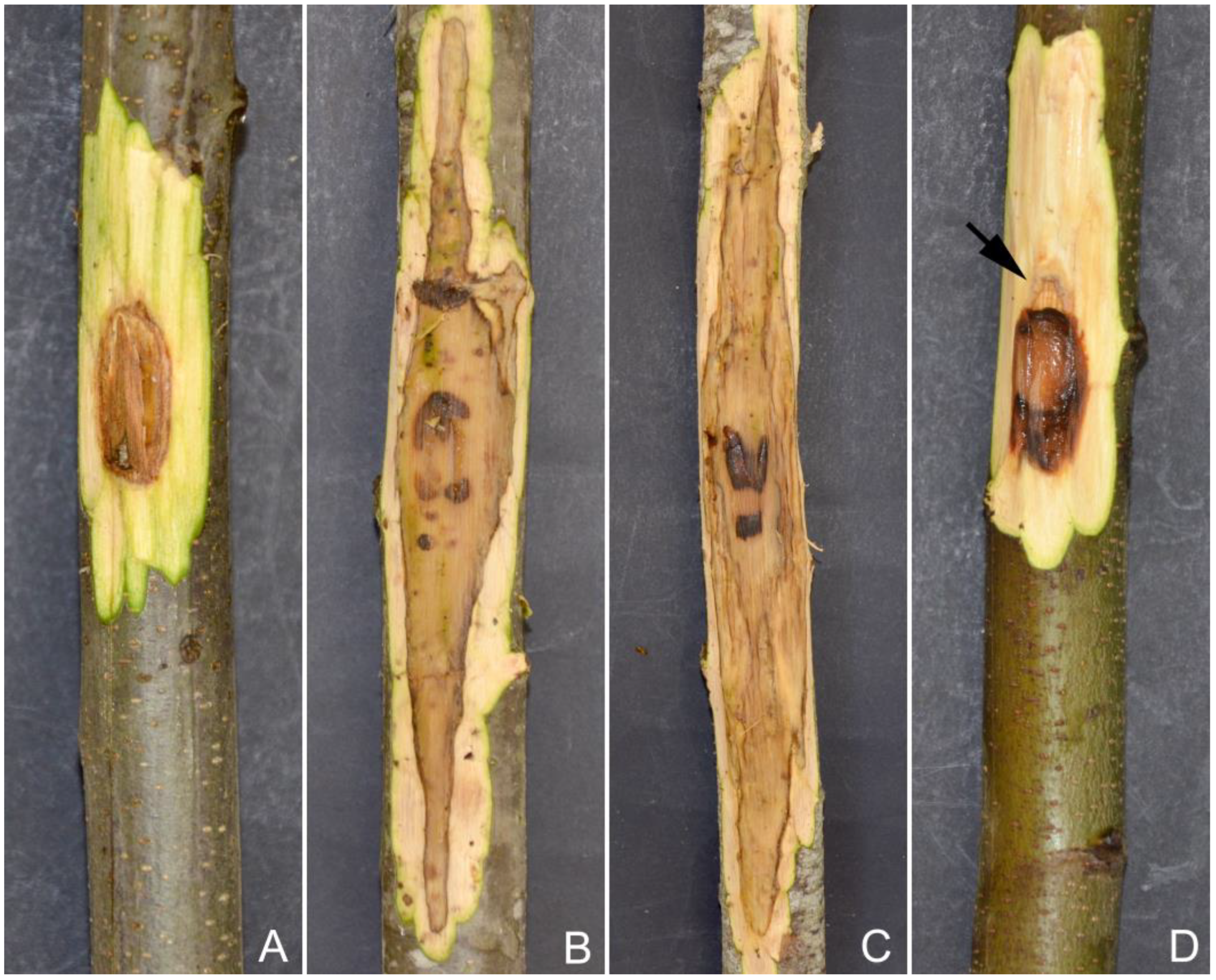 Pathogens 12 00365 g006