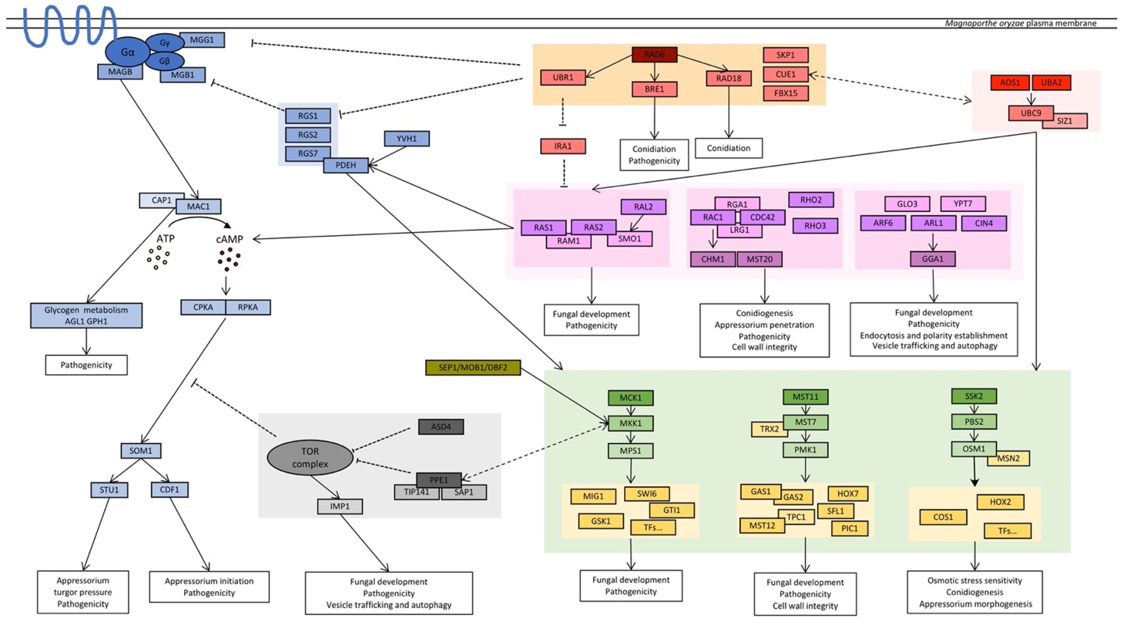 Pathogens 12 00379 g003