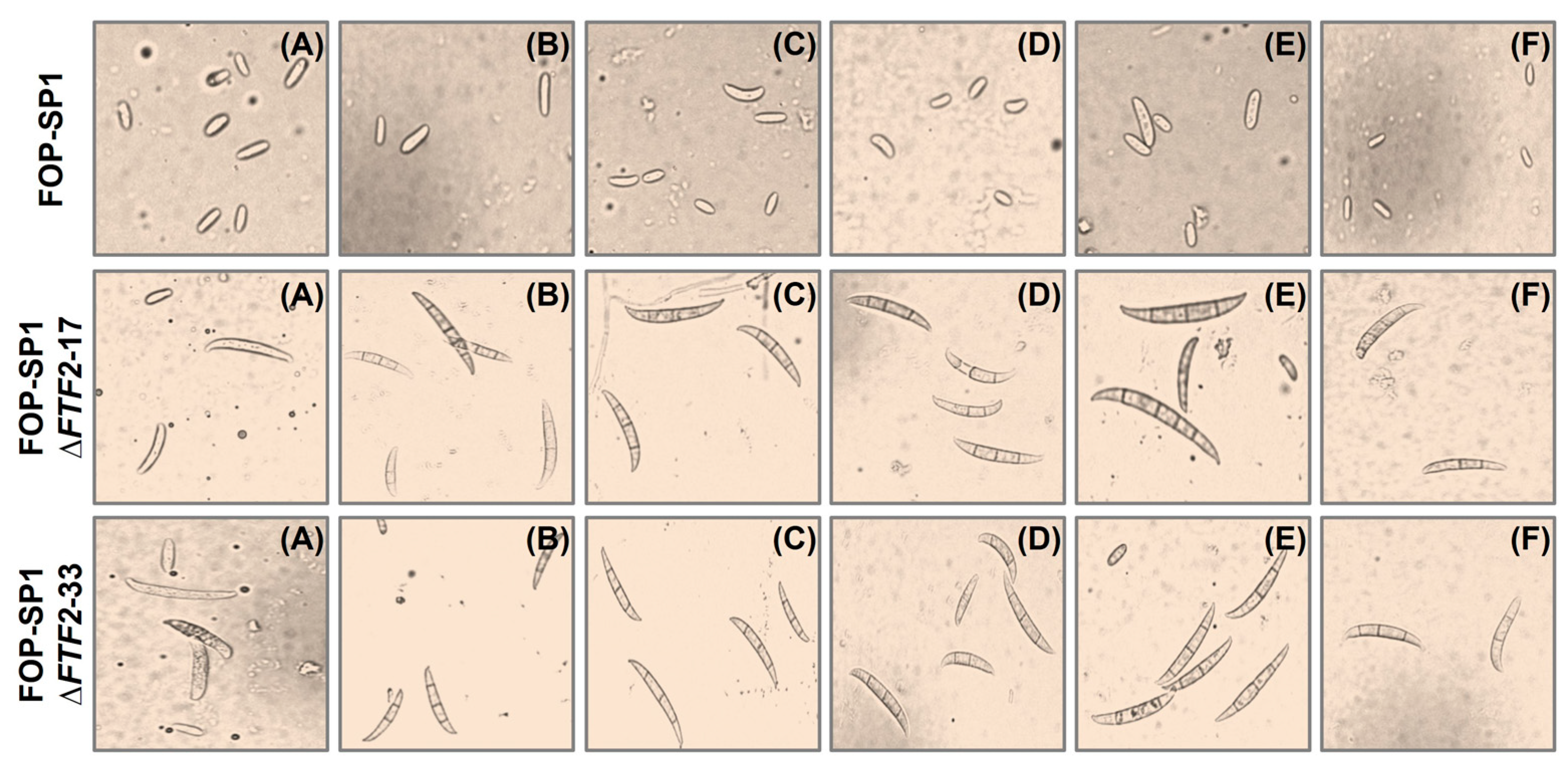 Pathogens 12 00380 g004