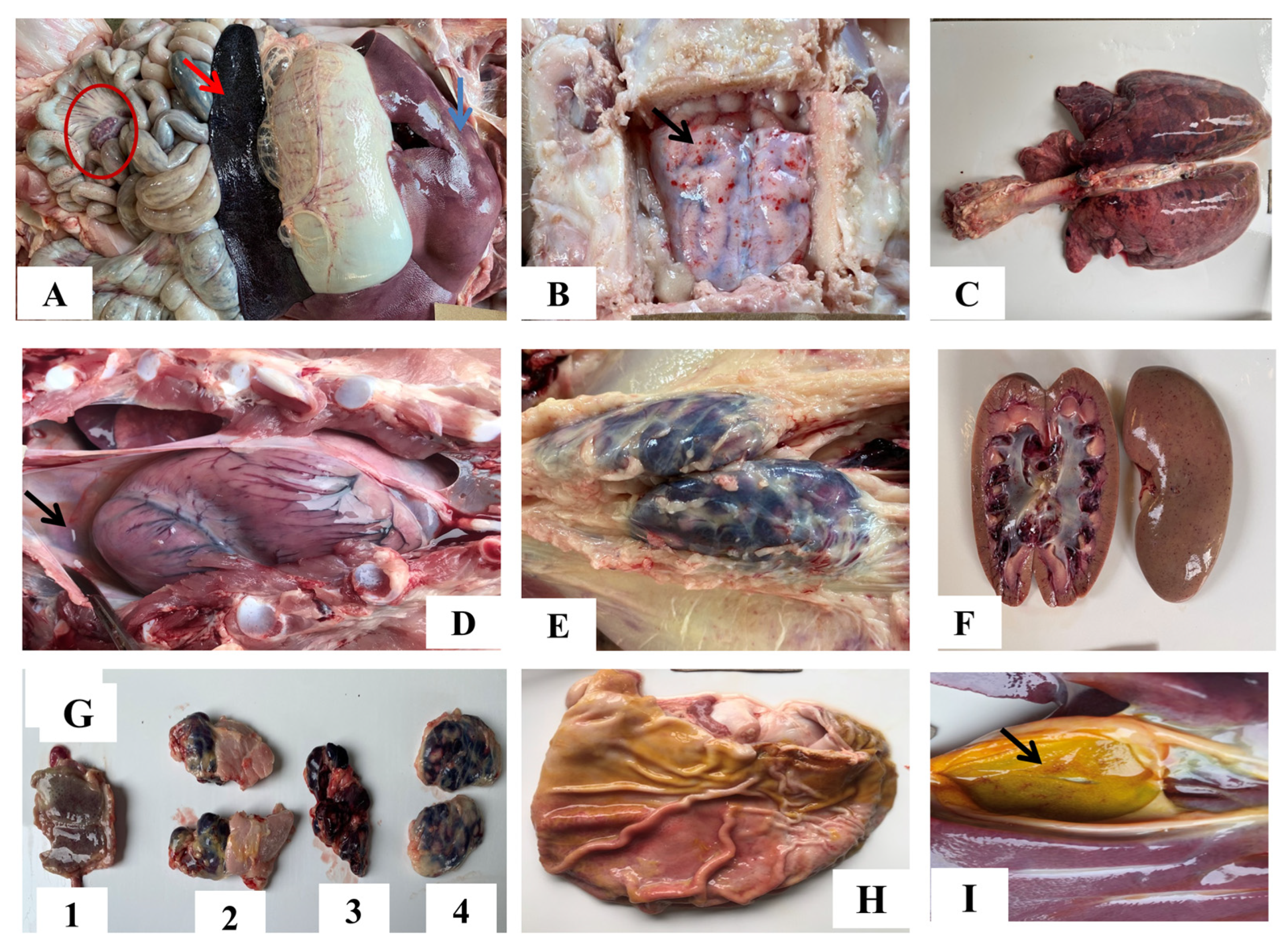 Pathogens 12 00393 g006