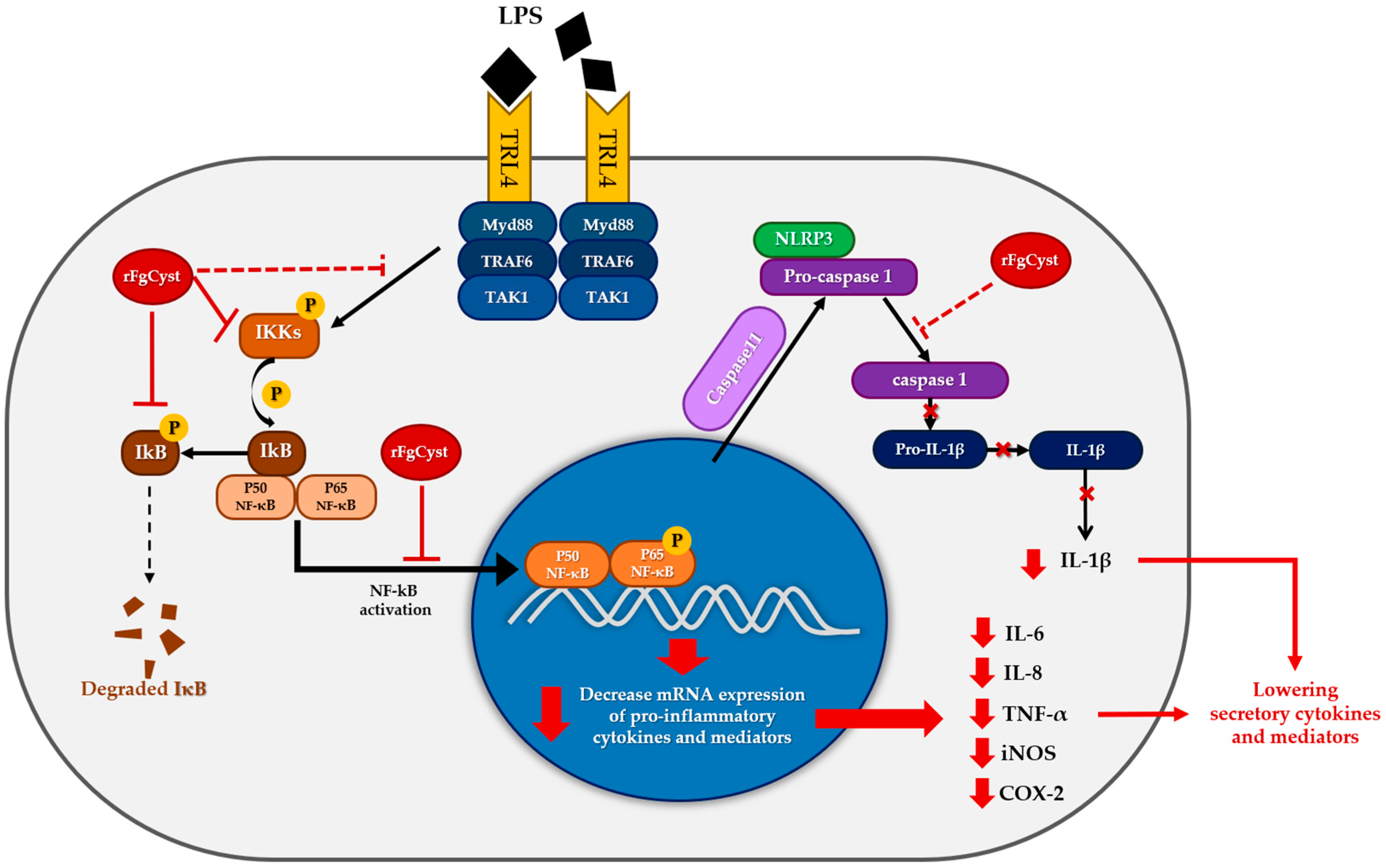 Pathogens 12 00395 g007