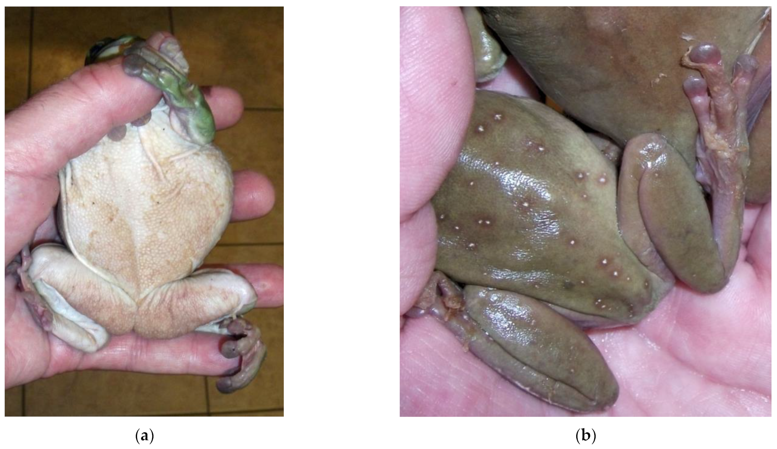 Pathogens 12 00429 g003