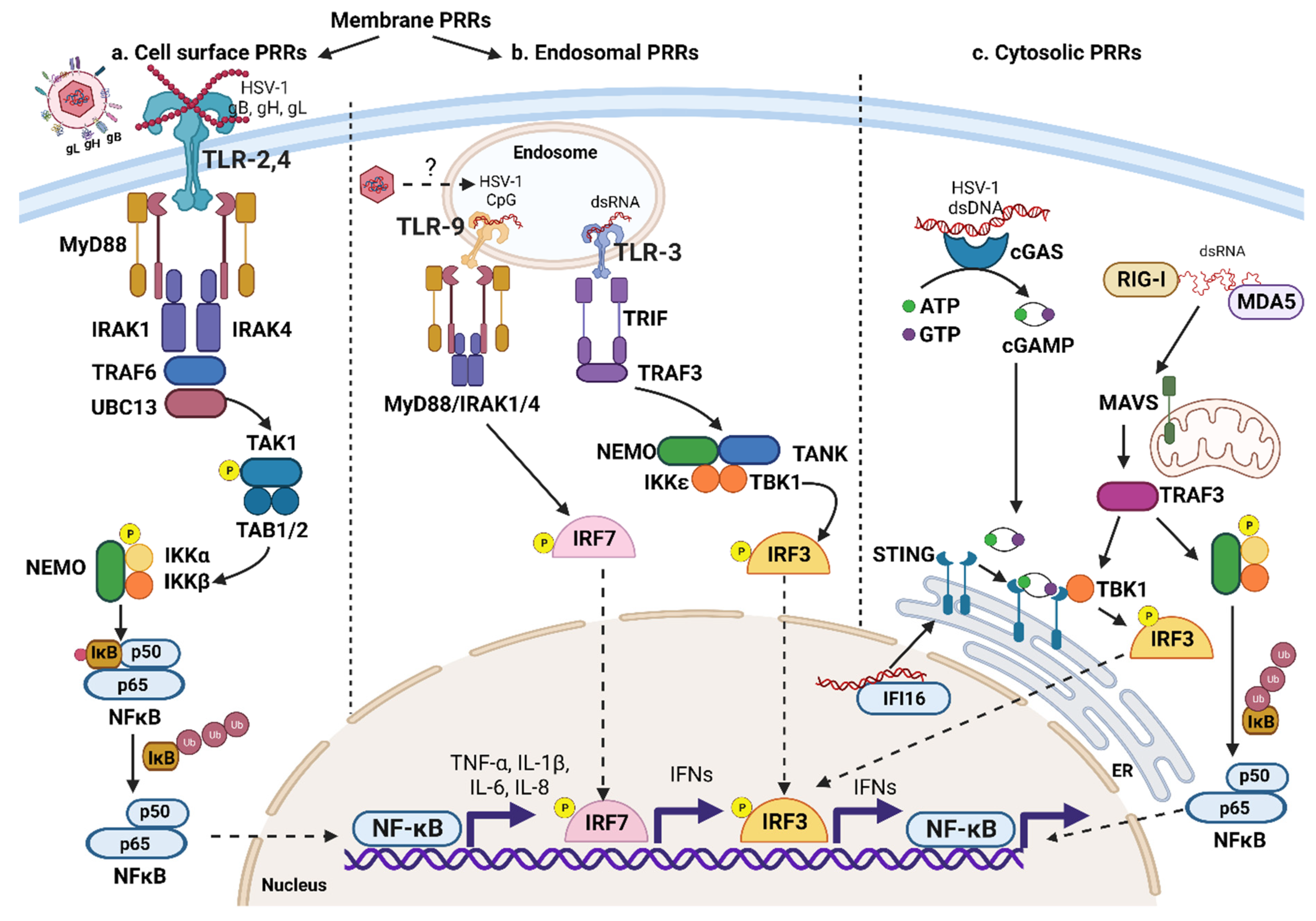 Pathogens 12 00437 g002