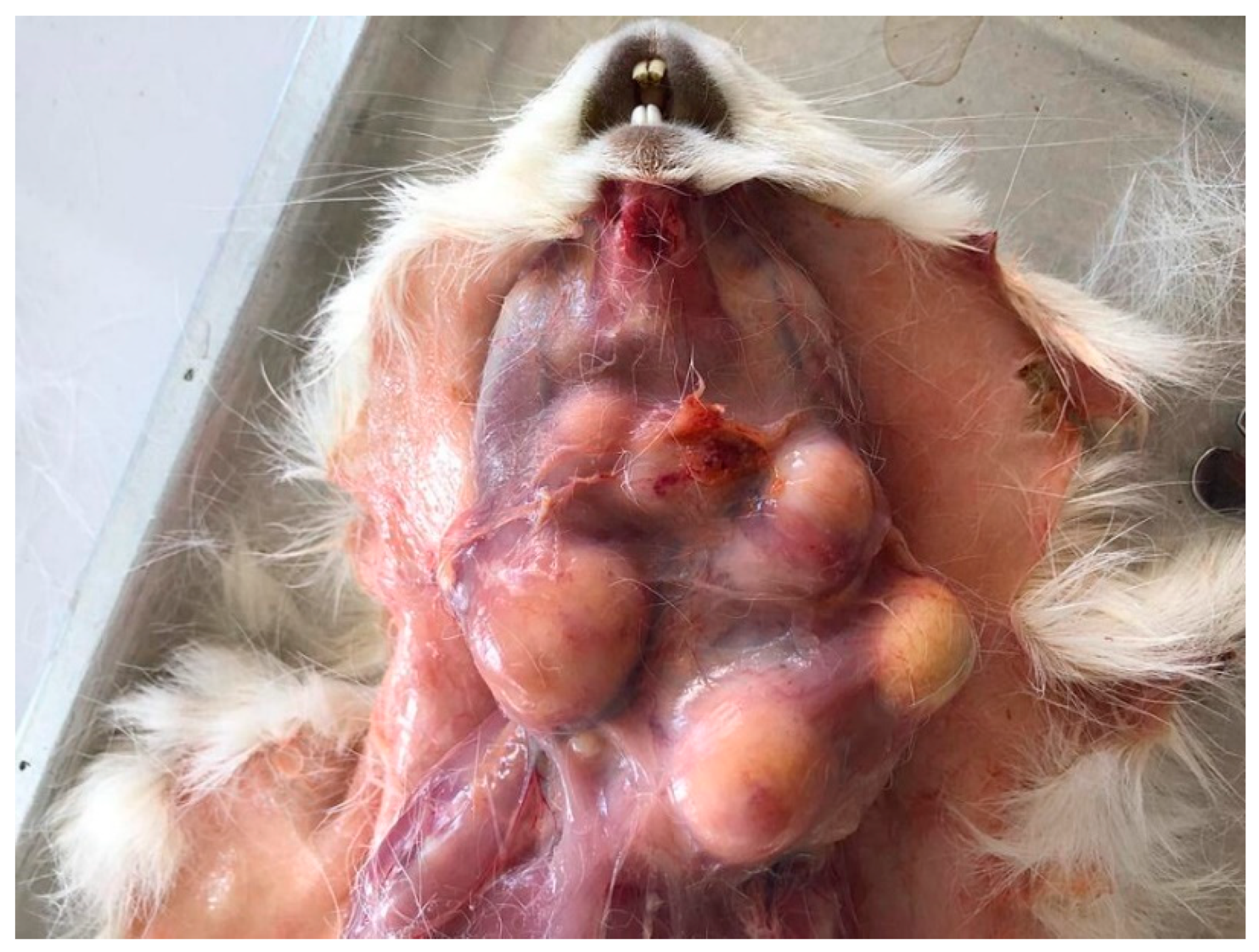 Pathogens 12 00445 g001 Pathogens 12 00445 g001