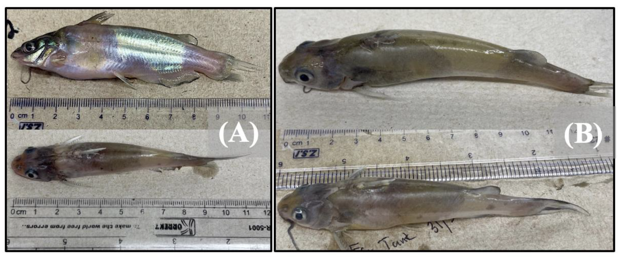 Pathogens 12 00462 g003 Pathogens 12 00462 g003