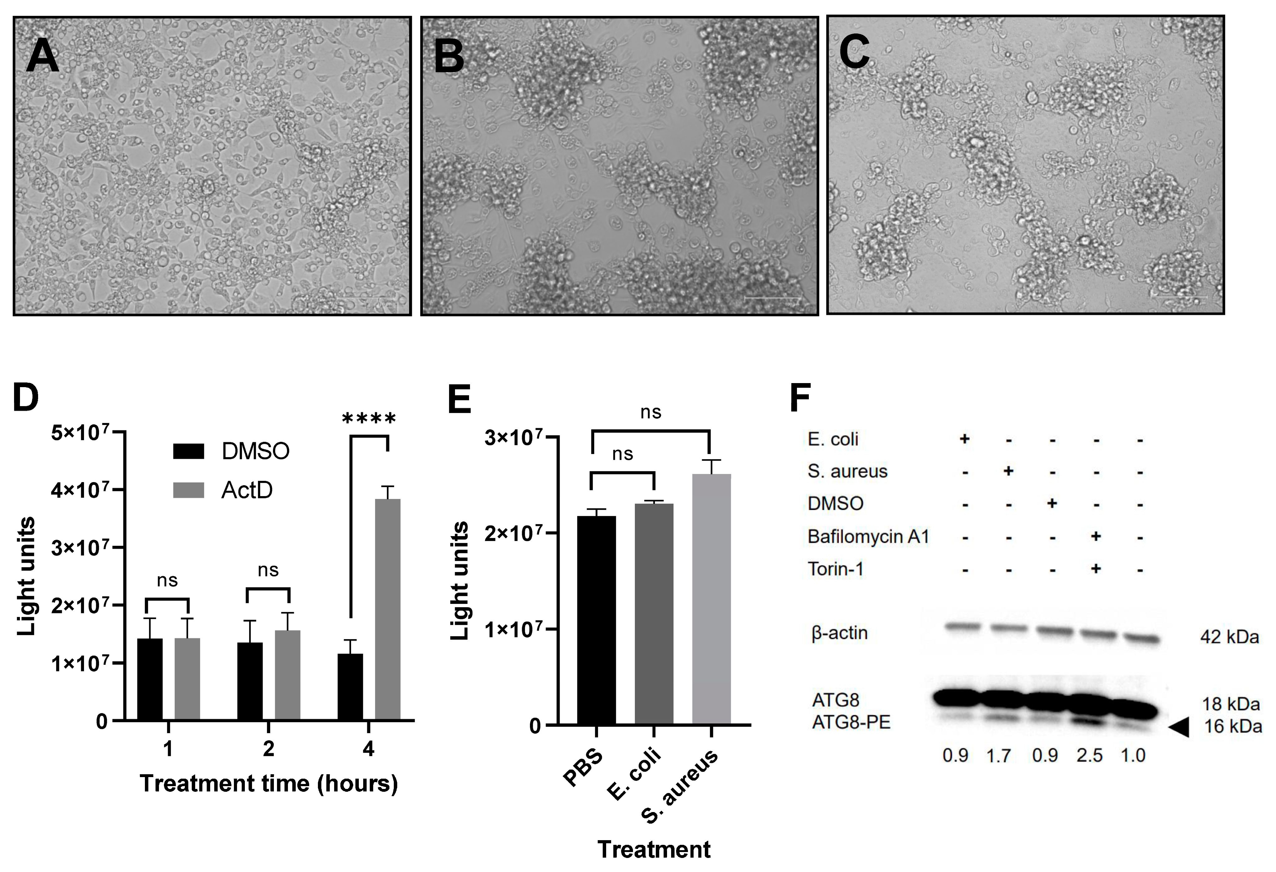 Pathogens 12 00563 g004 Pathogens 12 00563 g004